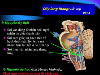 Comprehensive Overview of Cranial Nerves III to XII: Anatomy and ...