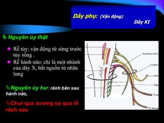 Comprehensive Overview of Cranial Nerves III to XII: Anatomy and ...