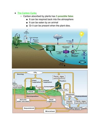 ● The Carbon Cycle​: 
○ Carbon absorbed by plants has ​3 possible fates 
■ It can be respired back into the atmosphere 
■ It can be eaten by an animal 
■ Or it can be present when the plant dies. 
 
 
 