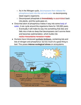 ○ As in the Nitrogen cycle, ​decomposers then release the 
phosphorus back into the soil and water​ via decomposing 
dead organic organisms.  
○ Decomposed phosphate is ​Immediately​ re­assimilated​ back 
into plants, and the cycle goes on.  
● Once that atom of phosphorus makes it way into some ​body of 
water​, it can cycle around the organisms there for 100,000 years.  
○ Eventually it will make its way into something that dies and 
falls into a hole so deep that decomposers can’t survive there 
and becomes sedimentation, which builds into 
rocks­>mountains­>erosion­>water 
● Humans have introduced ​synthetic fertilizers​, containing lots and 
lots of nitrogen and phosphorus­ but too much of a good thing is 
bad. This poses ​intense ecological stress​ on ecosystems. 
 
 
 
 