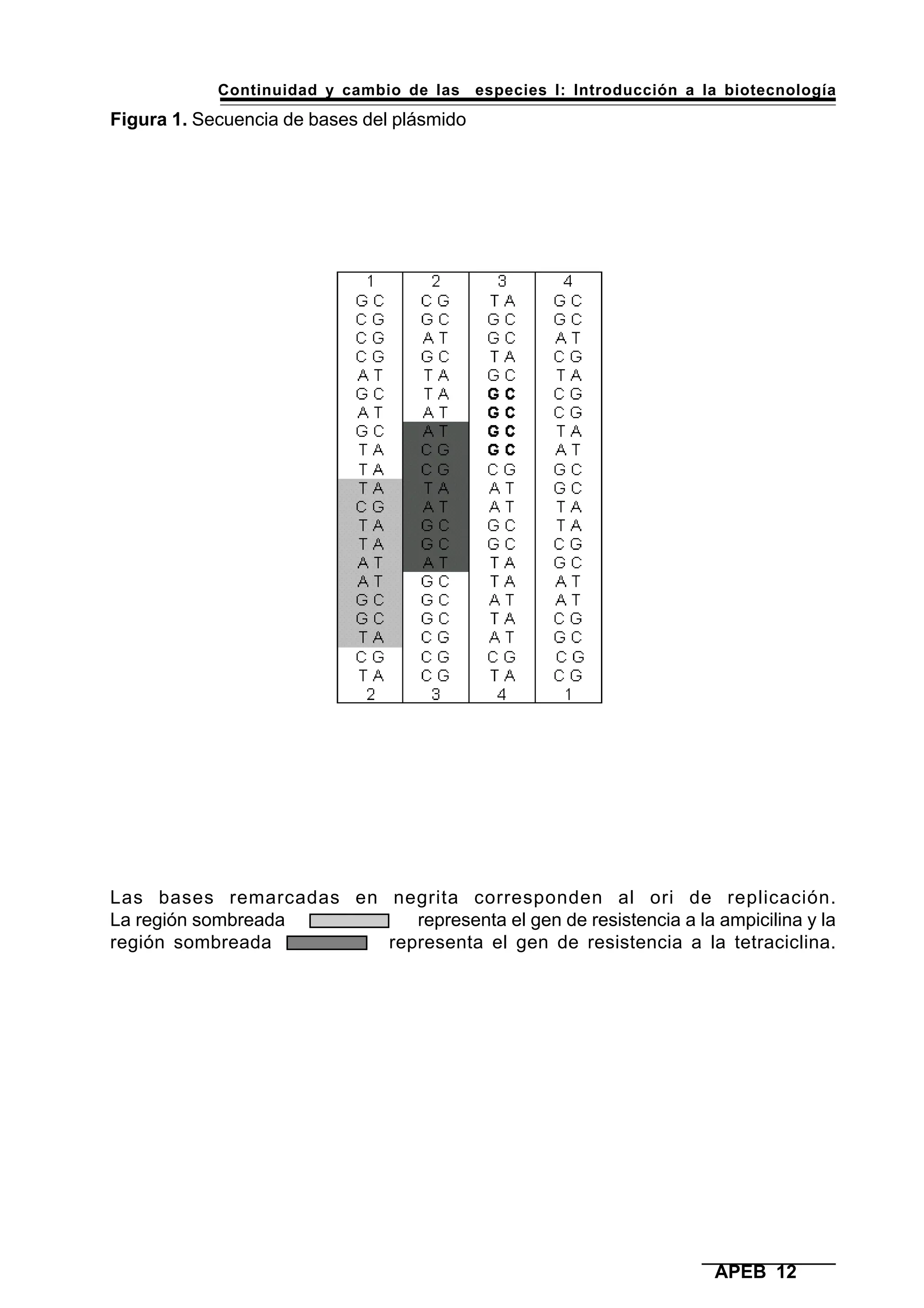 Continuidad y cambio de las especies I: Introducción a la biotecnología
APEB 12
Figura 1. Secuencia de bases del plásmido
Las bases remarcadas en negrita corresponden al ori de replicación.
La región sombreada representa el gen de resistencia a la ampicilina y la
región sombreada representa el gen de resistencia a la tetraciclina.
 