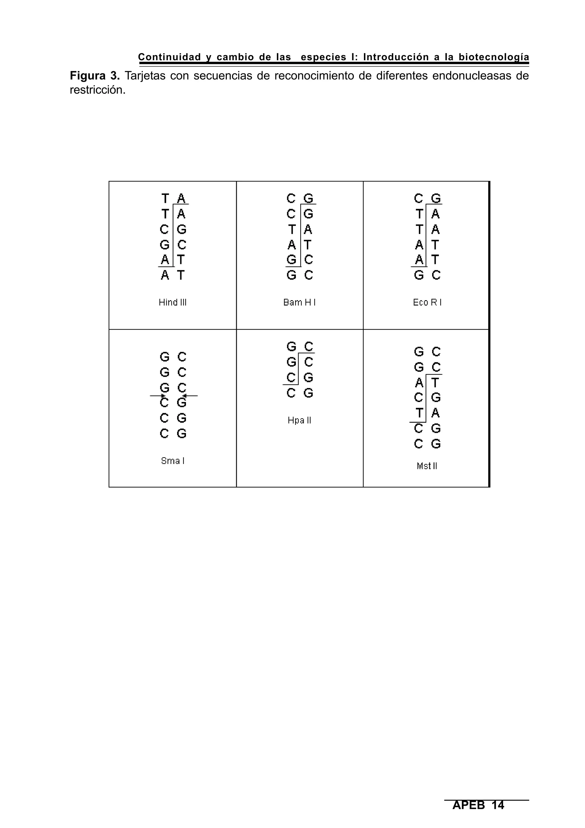Continuidad y cambio de las especies I: Introducción a la biotecnología
APEB 14
Figura 3. Tarjetas con secuencias de reconocimiento de diferentes endonucleasas de
restricción.
 