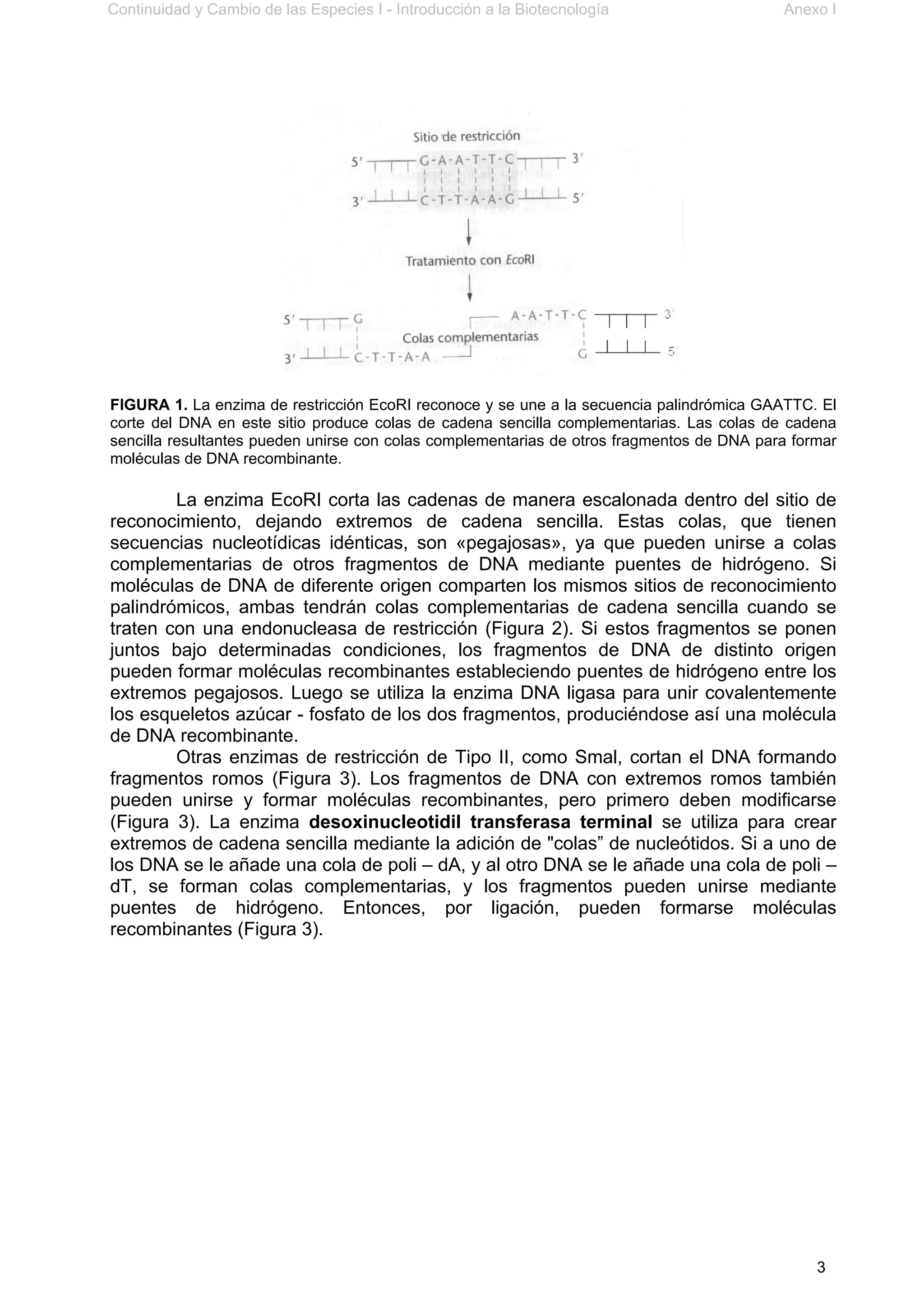 Continuidad y Cambio de las Especies I - Introducción a la Biotecnología Anexo I
3
FIGURA 1. La enzima de restricción EcoRI reconoce y se une a la secuencia palindrómica GAATTC. El
corte del DNA en este sitio produce colas de cadena sencilla complementarias. Las colas de cadena
sencilla resultantes pueden unirse con colas complementarias de otros fragmentos de DNA para formar
moléculas de DNA recombinante.
La enzima EcoRI corta las cadenas de manera escalonada dentro del sitio de
reconocimiento, dejando extremos de cadena sencilla. Estas colas, que tienen
secuencias nucleotídicas idénticas, son «pegajosas», ya que pueden unirse a colas
complementarias de otros fragmentos de DNA mediante puentes de hidrógeno. Si
moléculas de DNA de diferente origen comparten los mismos sitios de reconocimiento
palindrómicos, ambas tendrán colas complementarias de cadena sencilla cuando se
traten con una endonucleasa de restricción (Figura 2). Si estos fragmentos se ponen
juntos bajo determinadas condiciones, los fragmentos de DNA de distinto origen
pueden formar moléculas recombinantes estableciendo puentes de hidrógeno entre los
extremos pegajosos. Luego se utiliza la enzima DNA ligasa para unir covalentemente
los esqueletos azúcar - fosfato de los dos fragmentos, produciéndose así una molécula
de DNA recombinante.
Otras enzimas de restricción de Tipo II, como Smal, cortan el DNA formando
fragmentos romos (Figura 3). Los fragmentos de DNA con extremos romos también
pueden unirse y formar moléculas recombinantes, pero primero deben modificarse
(Figura 3). La enzima desoxinucleotidil transferasa terminal se utiliza para crear
extremos de cadena sencilla mediante la adición de "colas” de nucleótidos. Si a uno de
los DNA se le añade una cola de poli – dA, y al otro DNA se le añade una cola de poli –
dT, se forman colas complementarias, y los fragmentos pueden unirse mediante
puentes de hidrógeno. Entonces, por ligación, pueden formarse moléculas
recombinantes (Figura 3).
 