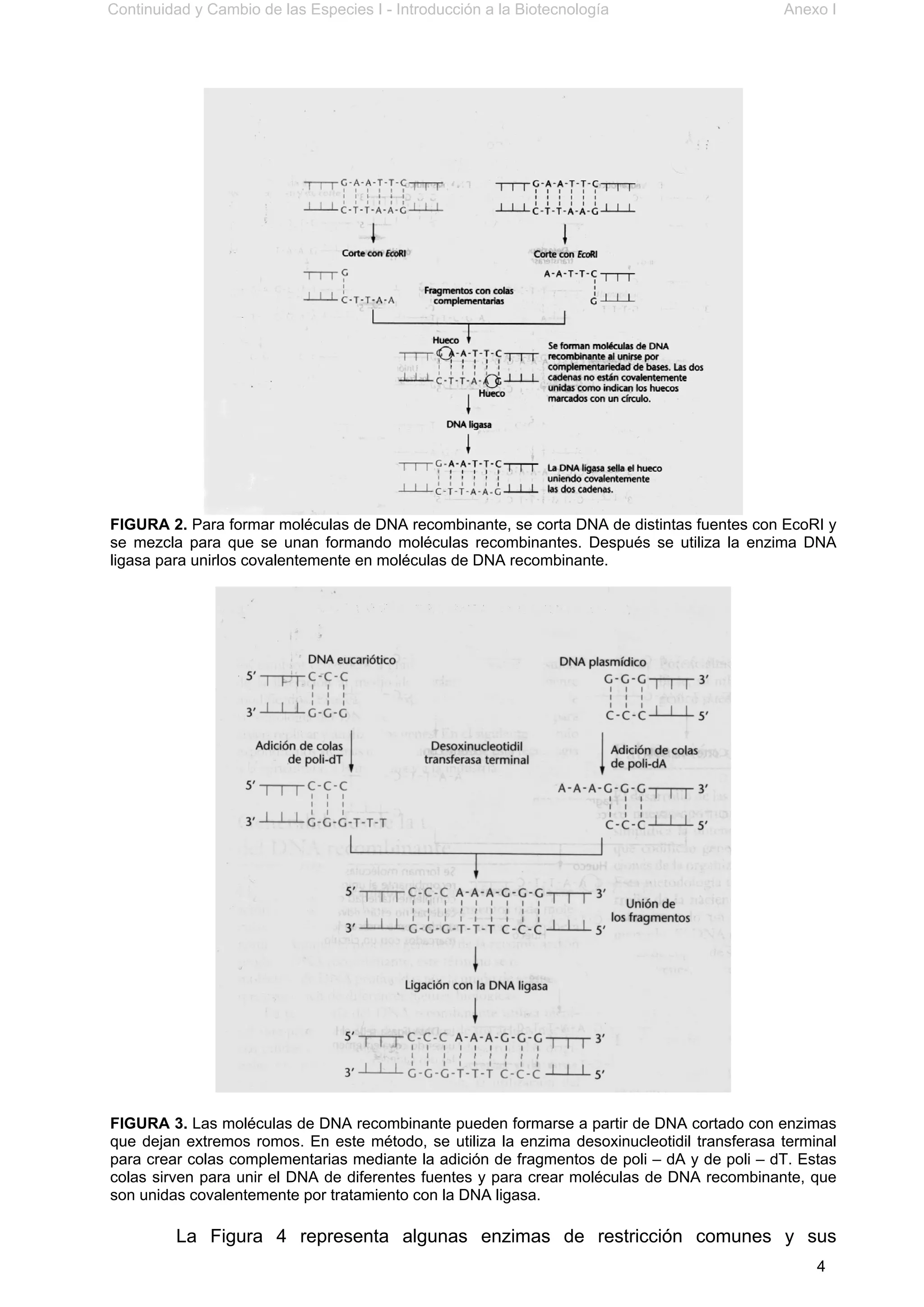 Continuidad y Cambio de las Especies I - Introducción a la Biotecnología Anexo I
4
FIGURA 2. Para formar moléculas de DNA recombinante, se corta DNA de distintas fuentes con EcoRI y
se mezcla para que se unan formando moléculas recombinantes. Después se utiliza la enzima DNA
ligasa para unirlos covalentemente en moléculas de DNA recombinante.
FIGURA 3. Las moléculas de DNA recombinante pueden formarse a partir de DNA cortado con enzimas
que dejan extremos romos. En este método, se utiliza la enzima desoxinucleotidil transferasa terminal
para crear colas complementarias mediante la adición de fragmentos de poli – dA y de poli – dT. Estas
colas sirven para unir el DNA de diferentes fuentes y para crear moléculas de DNA recombinante, que
son unidas covalentemente por tratamiento con la DNA ligasa.
La Figura 4 representa algunas enzimas de restricción comunes y sus
 