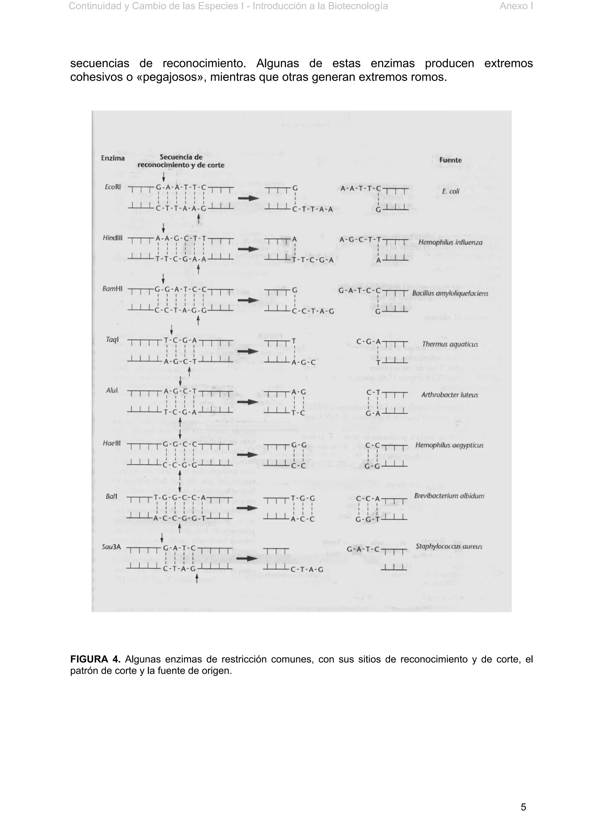 Continuidad y Cambio de las Especies I - Introducción a la Biotecnología Anexo I
5
secuencias de reconocimiento. Algunas de estas enzimas producen extremos
cohesivos o «pegajosos», mientras que otras generan extremos romos.
FIGURA 4. Algunas enzimas de restricción comunes, con sus sitios de reconocimiento y de corte, el
patrón de corte y la fuente de origen.
 