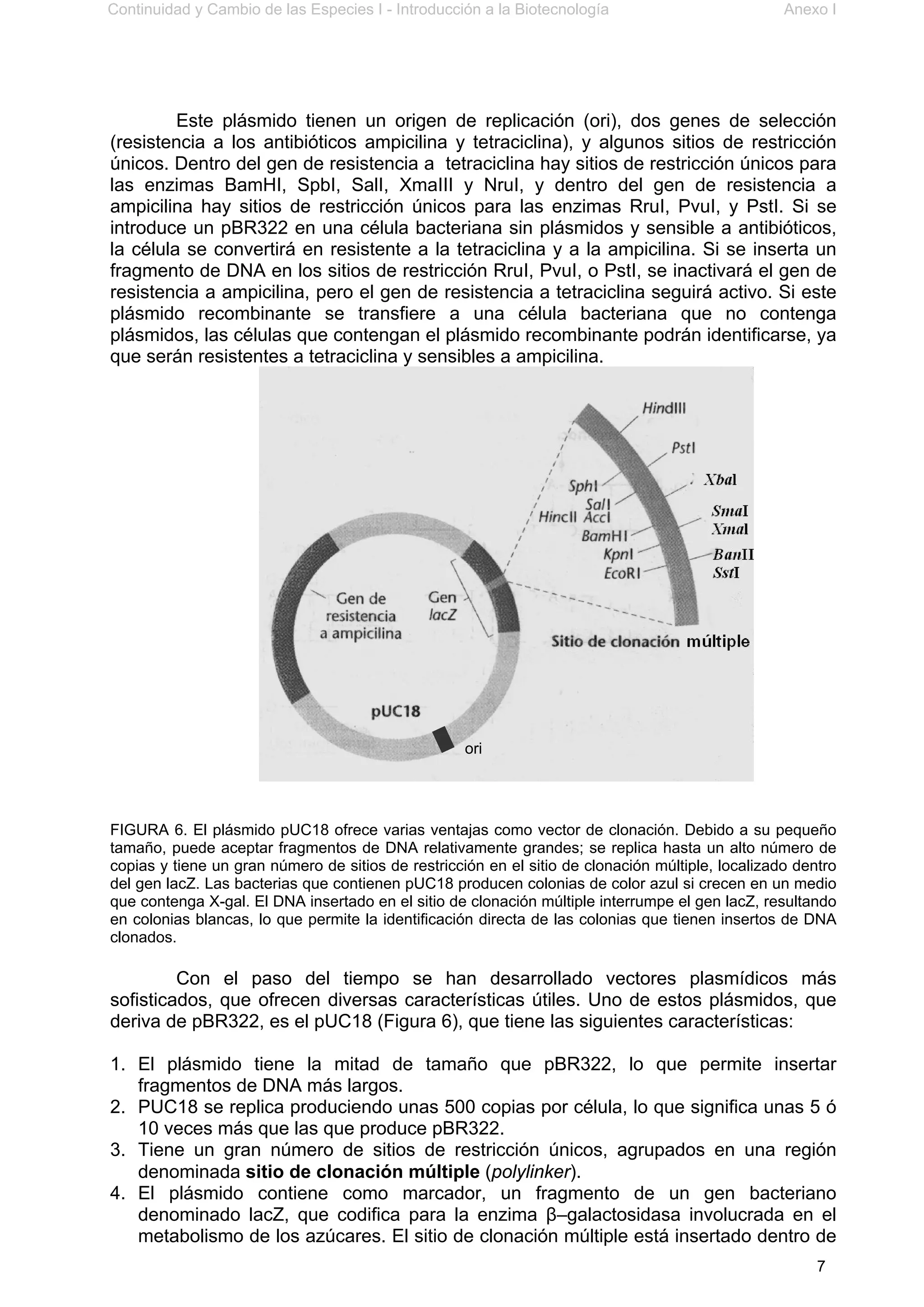 Continuidad y Cambio de las Especies I - Introducción a la Biotecnología Anexo I
7
Este plásmido tienen un origen de replicación (ori), dos genes de selección
(resistencia a los antibióticos ampicilina y tetraciclina), y algunos sitios de restricción
únicos. Dentro del gen de resistencia a tetraciclina hay sitios de restricción únicos para
las enzimas BamHI, SpbI, SalI, XmaIII y NruI, y dentro del gen de resistencia a
ampicilina hay sitios de restricción únicos para las enzimas RruI, PvuI, y PstI. Si se
introduce un pBR322 en una célula bacteriana sin plásmidos y sensible a antibióticos,
la célula se convertirá en resistente a la tetraciclina y a la ampicilina. Si se inserta un
fragmento de DNA en los sitios de restricción RruI, PvuI, o PstI, se inactivará el gen de
resistencia a ampicilina, pero el gen de resistencia a tetraciclina seguirá activo. Si este
plásmido recombinante se transfiere a una célula bacteriana que no contenga
plásmidos, las células que contengan el plásmido recombinante podrán identificarse, ya
que serán resistentes a tetraciclina y sensibles a ampicilina.
FIGURA 6. El plásmido pUC18 ofrece varias ventajas como vector de clonación. Debido a su pequeño
tamaño, puede aceptar fragmentos de DNA relativamente grandes; se replica hasta un alto número de
copias y tiene un gran número de sitios de restricción en el sitio de clonación múltiple, localizado dentro
del gen lacZ. Las bacterias que contienen pUC18 producen colonias de color azul si crecen en un medio
que contenga X-gal. El DNA insertado en el sitio de clonación múltiple interrumpe el gen lacZ, resultando
en colonias blancas, lo que permite la identificación directa de las colonias que tienen insertos de DNA
clonados.
Con el paso del tiempo se han desarrollado vectores plasmídicos más
sofisticados, que ofrecen diversas características útiles. Uno de estos plásmidos, que
deriva de pBR322, es el pUC18 (Figura 6), que tiene las siguientes características:
1. El plásmido tiene la mitad de tamaño que pBR322, lo que permite insertar
fragmentos de DNA más largos.
2. PUC18 se replica produciendo unas 500 copias por célula, lo que significa unas 5 ó
10 veces más que las que produce pBR322.
3. Tiene un gran número de sitios de restricción únicos, agrupados en una región
denominada sitio de clonación múltiple (polylinker).
4. El plásmido contiene como marcador, un fragmento de un gen bacteriano
denominado lacZ, que codifica para la enzima β–galactosidasa involucrada en el
metabolismo de los azúcares. El sitio de clonación múltiple está insertado dentro de
ori
 