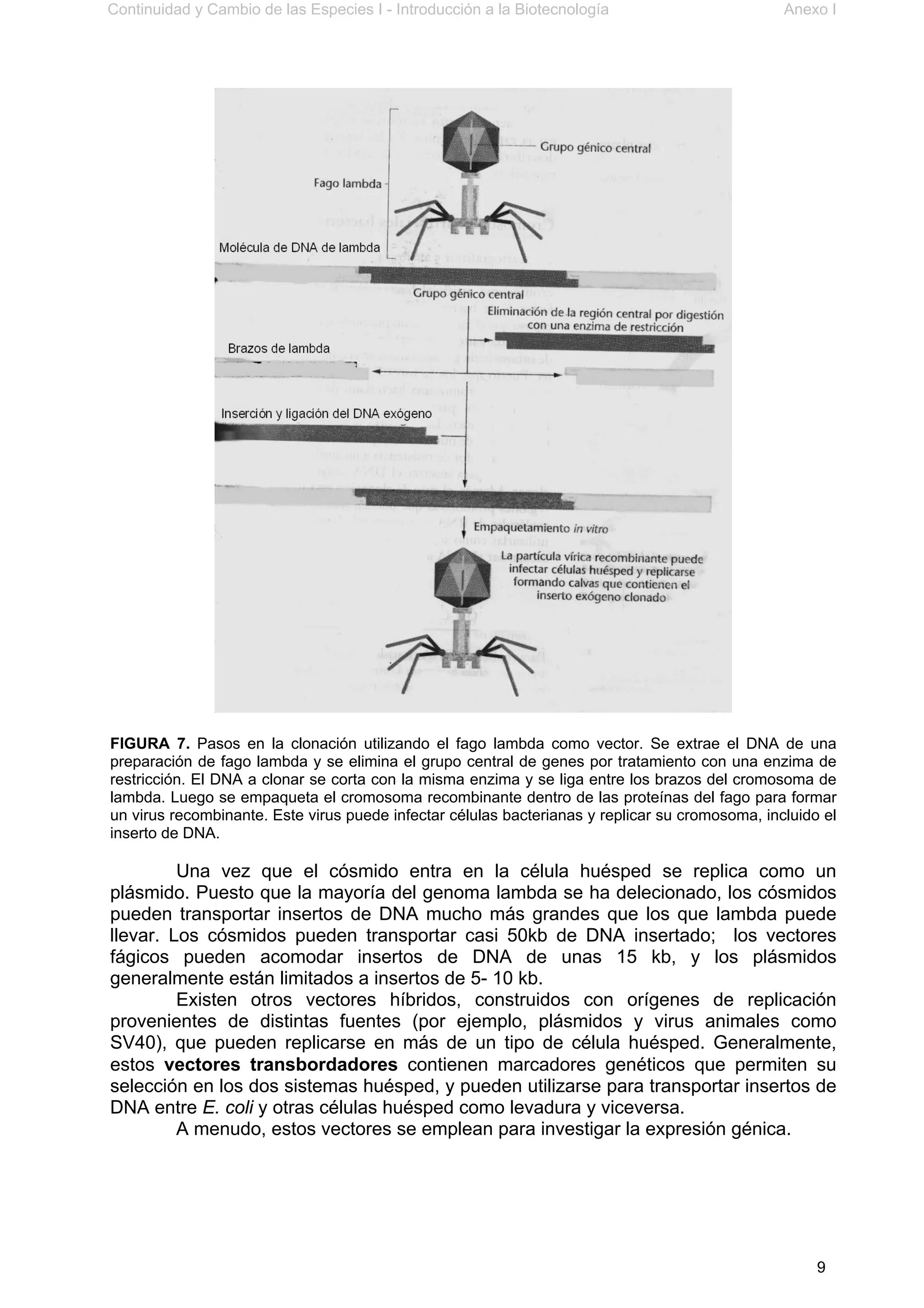 Continuidad y Cambio de las Especies I - Introducción a la Biotecnología Anexo I
9
FIGURA 7. Pasos en la clonación utilizando el fago lambda como vector. Se extrae el DNA de una
preparación de fago lambda y se elimina el grupo central de genes por tratamiento con una enzima de
restricción. El DNA a clonar se corta con la misma enzima y se liga entre los brazos del cromosoma de
lambda. Luego se empaqueta el cromosoma recombinante dentro de las proteínas del fago para formar
un virus recombinante. Este virus puede infectar células bacterianas y replicar su cromosoma, incluido el
inserto de DNA.
Una vez que el cósmido entra en la célula huésped se replica como un
plásmido. Puesto que la mayoría del genoma lambda se ha delecionado, los cósmidos
pueden transportar insertos de DNA mucho más grandes que los que lambda puede
llevar. Los cósmidos pueden transportar casi 50kb de DNA insertado; los vectores
fágicos pueden acomodar insertos de DNA de unas 15 kb, y los plásmidos
generalmente están limitados a insertos de 5- 10 kb.
Existen otros vectores híbridos, construidos con orígenes de replicación
provenientes de distintas fuentes (por ejemplo, plásmidos y virus animales como
SV40), que pueden replicarse en más de un tipo de célula huésped. Generalmente,
estos vectores transbordadores contienen marcadores genéticos que permiten su
selección en los dos sistemas huésped, y pueden utilizarse para transportar insertos de
DNA entre E. coli y otras células huésped como levadura y viceversa.
A menudo, estos vectores se emplean para investigar la expresión génica.
 