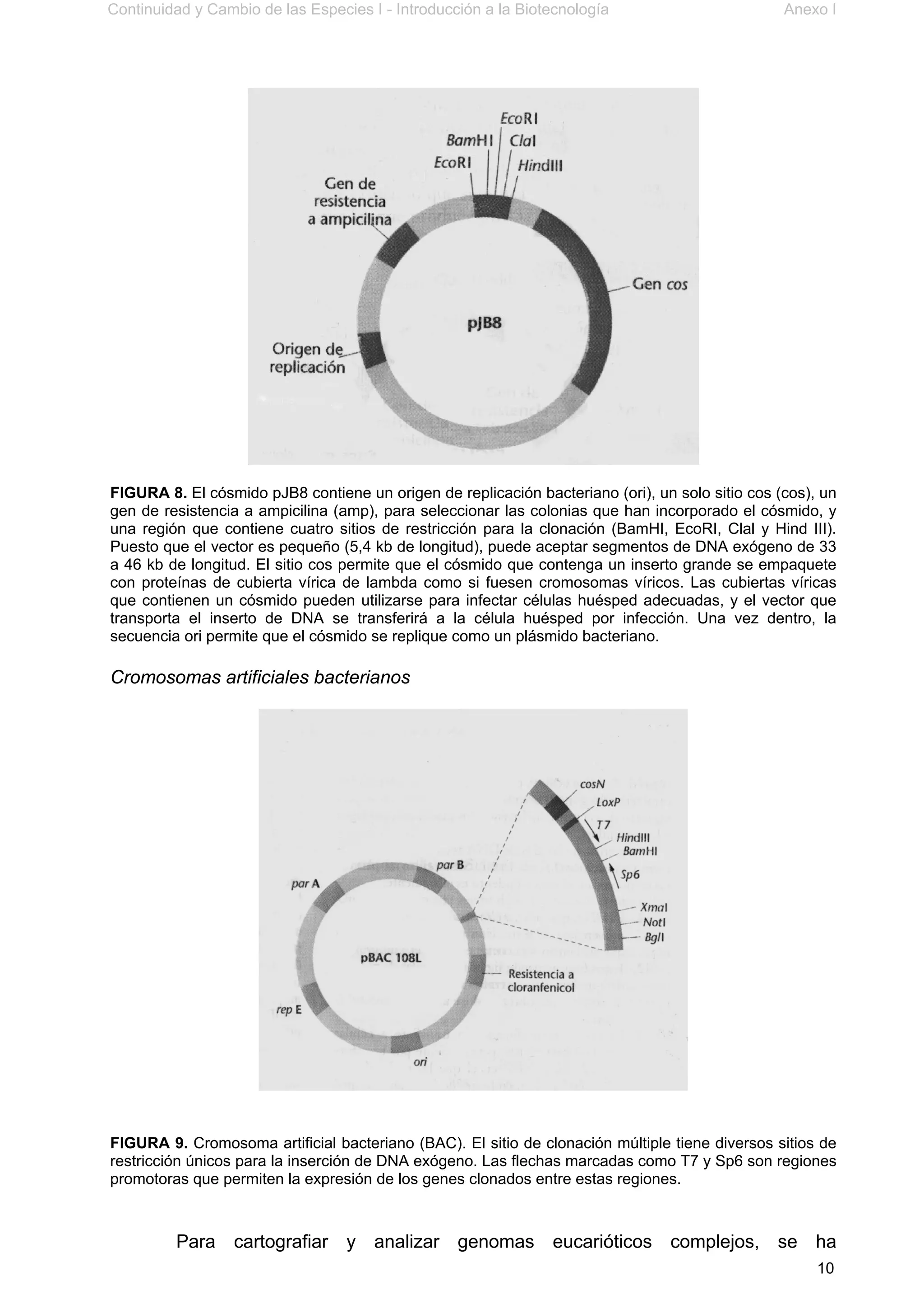 Continuidad y Cambio de las Especies I - Introducción a la Biotecnología Anexo I
10
FIGURA 8. El cósmido pJB8 contiene un origen de replicación bacteriano (ori), un solo sitio cos (cos), un
gen de resistencia a ampicilina (amp), para seleccionar las colonias que han incorporado el cósmido, y
una región que contiene cuatro sitios de restricción para la clonación (BamHI, EcoRI, Clal y Hind III).
Puesto que el vector es pequeño (5,4 kb de longitud), puede aceptar segmentos de DNA exógeno de 33
a 46 kb de longitud. El sitio cos permite que el cósmido que contenga un inserto grande se empaquete
con proteínas de cubierta vírica de lambda como si fuesen cromosomas víricos. Las cubiertas víricas
que contienen un cósmido pueden utilizarse para infectar células huésped adecuadas, y el vector que
transporta el inserto de DNA se transferirá a la célula huésped por infección. Una vez dentro, la
secuencia ori permite que el cósmido se replique como un plásmido bacteriano.
Cromosomas artificiales bacterianos
FIGURA 9. Cromosoma artificial bacteriano (BAC). El sitio de clonación múltiple tiene diversos sitios de
restricción únicos para la inserción de DNA exógeno. Las flechas marcadas como T7 y Sp6 son regiones
promotoras que permiten la expresión de los genes clonados entre estas regiones.
Para cartografiar y analizar genomas eucarióticos complejos, se ha
 