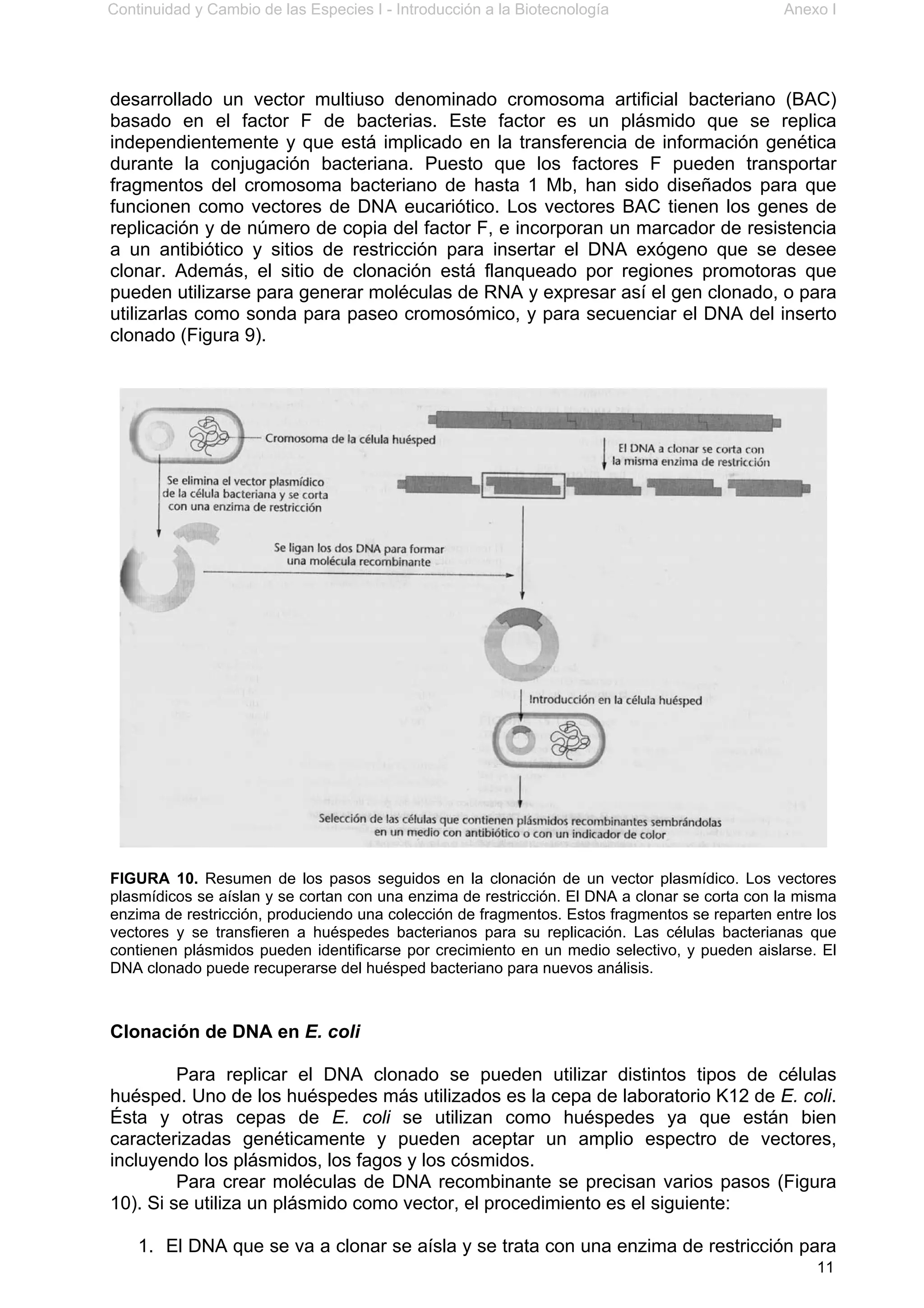 Continuidad y Cambio de las Especies I - Introducción a la Biotecnología Anexo I
11
desarrollado un vector multiuso denominado cromosoma artificial bacteriano (BAC)
basado en el factor F de bacterias. Este factor es un plásmido que se replica
independientemente y que está implicado en la transferencia de información genética
durante la conjugación bacteriana. Puesto que los factores F pueden transportar
fragmentos del cromosoma bacteriano de hasta 1 Mb, han sido diseñados para que
funcionen como vectores de DNA eucariótico. Los vectores BAC tienen los genes de
replicación y de número de copia del factor F, e incorporan un marcador de resistencia
a un antibiótico y sitios de restricción para insertar el DNA exógeno que se desee
clonar. Además, el sitio de clonación está flanqueado por regiones promotoras que
pueden utilizarse para generar moléculas de RNA y expresar así el gen clonado, o para
utilizarlas como sonda para paseo cromosómico, y para secuenciar el DNA del inserto
clonado (Figura 9).
FIGURA 10. Resumen de los pasos seguidos en la clonación de un vector plasmídico. Los vectores
plasmídicos se aíslan y se cortan con una enzima de restricción. El DNA a clonar se corta con la misma
enzima de restricción, produciendo una colección de fragmentos. Estos fragmentos se reparten entre los
vectores y se transfieren a huéspedes bacterianos para su replicación. Las células bacterianas que
contienen plásmidos pueden identificarse por crecimiento en un medio selectivo, y pueden aislarse. El
DNA clonado puede recuperarse del huésped bacteriano para nuevos análisis.
Clonación de DNA en E. coli
Para replicar el DNA clonado se pueden utilizar distintos tipos de células
huésped. Uno de los huéspedes más utilizados es la cepa de laboratorio K12 de E. coli.
Ésta y otras cepas de E. coli se utilizan como huéspedes ya que están bien
caracterizadas genéticamente y pueden aceptar un amplio espectro de vectores,
incluyendo los plásmidos, los fagos y los cósmidos.
Para crear moléculas de DNA recombinante se precisan varios pasos (Figura
10). Si se utiliza un plásmido como vector, el procedimiento es el siguiente:
1. El DNA que se va a clonar se aísla y se trata con una enzima de restricción para
 