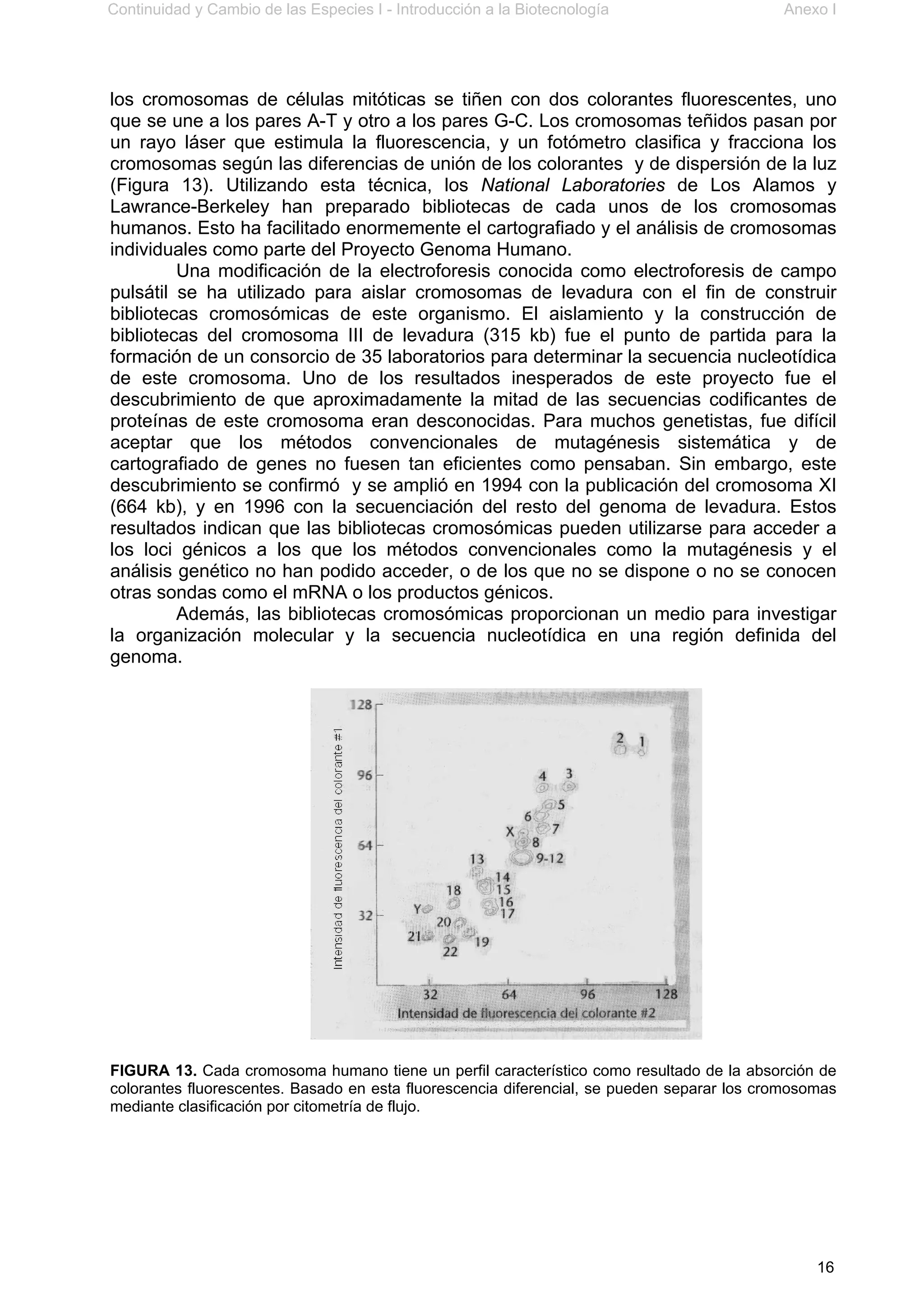 Continuidad y Cambio de las Especies I - Introducción a la Biotecnología Anexo I
16
los cromosomas de células mitóticas se tiñen con dos colorantes fluorescentes, uno
que se une a los pares A-T y otro a los pares G-C. Los cromosomas teñidos pasan por
un rayo láser que estimula la fluorescencia, y un fotómetro clasifica y fracciona los
cromosomas según las diferencias de unión de los colorantes y de dispersión de la luz
(Figura 13). Utilizando esta técnica, los National Laboratories de Los Alamos y
Lawrance-Berkeley han preparado bibliotecas de cada unos de los cromosomas
humanos. Esto ha facilitado enormemente el cartografiado y el análisis de cromosomas
individuales como parte del Proyecto Genoma Humano.
Una modificación de la electroforesis conocida como electroforesis de campo
pulsátil se ha utilizado para aislar cromosomas de levadura con el fin de construir
bibliotecas cromosómicas de este organismo. El aislamiento y la construcción de
bibliotecas del cromosoma III de levadura (315 kb) fue el punto de partida para la
formación de un consorcio de 35 laboratorios para determinar la secuencia nucleotídica
de este cromosoma. Uno de los resultados inesperados de este proyecto fue el
descubrimiento de que aproximadamente la mitad de las secuencias codificantes de
proteínas de este cromosoma eran desconocidas. Para muchos genetistas, fue difícil
aceptar que los métodos convencionales de mutagénesis sistemática y de
cartografiado de genes no fuesen tan eficientes como pensaban. Sin embargo, este
descubrimiento se confirmó y se amplió en 1994 con la publicación del cromosoma XI
(664 kb), y en 1996 con la secuenciación del resto del genoma de levadura. Estos
resultados indican que las bibliotecas cromosómicas pueden utilizarse para acceder a
los loci génicos a los que los métodos convencionales como la mutagénesis y el
análisis genético no han podido acceder, o de los que no se dispone o no se conocen
otras sondas como el mRNA o los productos génicos.
Además, las bibliotecas cromosómicas proporcionan un medio para investigar
la organización molecular y la secuencia nucleotídica en una región definida del
genoma.
FIGURA 13. Cada cromosoma humano tiene un perfil característico como resultado de la absorción de
colorantes fluorescentes. Basado en esta fluorescencia diferencial, se pueden separar los cromosomas
mediante clasificación por citometría de flujo.
 