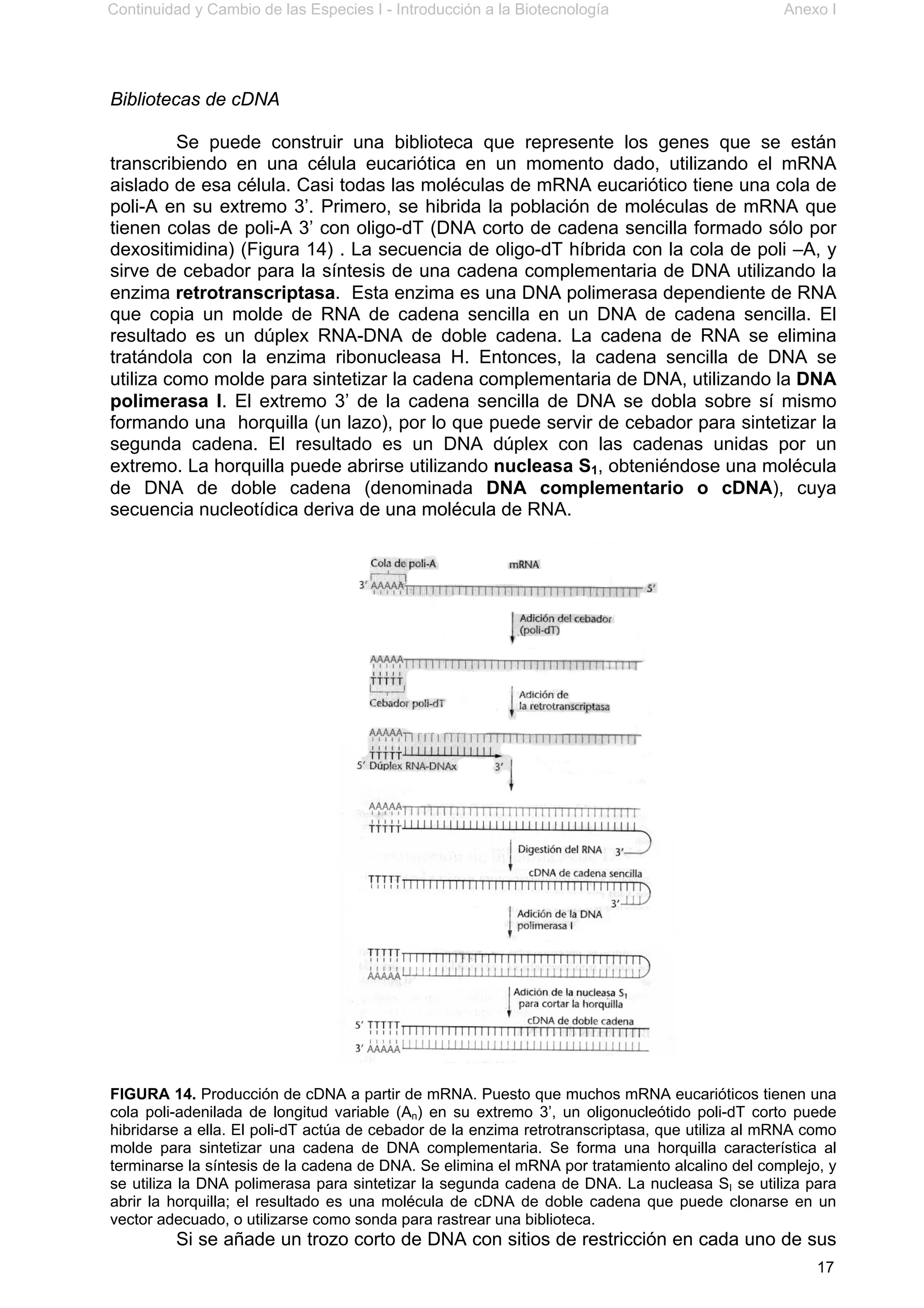 Continuidad y Cambio de las Especies I - Introducción a la Biotecnología Anexo I
17
Bibliotecas de cDNA
Se puede construir una biblioteca que represente los genes que se están
transcribiendo en una célula eucariótica en un momento dado, utilizando el mRNA
aislado de esa célula. Casi todas las moléculas de mRNA eucariótico tiene una cola de
poli-A en su extremo 3’. Primero, se hibrida la población de moléculas de mRNA que
tienen colas de poli-A 3’ con oligo-dT (DNA corto de cadena sencilla formado sólo por
dexositimidina) (Figura 14) . La secuencia de oligo-dT híbrida con la cola de poli –A, y
sirve de cebador para la síntesis de una cadena complementaria de DNA utilizando la
enzima retrotranscriptasa. Esta enzima es una DNA polimerasa dependiente de RNA
que copia un molde de RNA de cadena sencilla en un DNA de cadena sencilla. El
resultado es un dúplex RNA-DNA de doble cadena. La cadena de RNA se elimina
tratándola con la enzima ribonucleasa H. Entonces, la cadena sencilla de DNA se
utiliza como molde para sintetizar la cadena complementaria de DNA, utilizando la DNA
polimerasa I. El extremo 3’ de la cadena sencilla de DNA se dobla sobre sí mismo
formando una horquilla (un lazo), por lo que puede servir de cebador para sintetizar la
segunda cadena. El resultado es un DNA dúplex con las cadenas unidas por un
extremo. La horquilla puede abrirse utilizando nucleasa S1, obteniéndose una molécula
de DNA de doble cadena (denominada DNA complementario o cDNA), cuya
secuencia nucleotídica deriva de una molécula de RNA.
FIGURA 14. Producción de cDNA a partir de mRNA. Puesto que muchos mRNA eucarióticos tienen una
cola poli-adenilada de longitud variable (An) en su extremo 3’, un oligonucleótido poli-dT corto puede
hibridarse a ella. El poli-dT actúa de cebador de la enzima retrotranscriptasa, que utiliza al mRNA como
molde para sintetizar una cadena de DNA complementaria. Se forma una horquilla característica al
terminarse la síntesis de la cadena de DNA. Se elimina el mRNA por tratamiento alcalino del complejo, y
se utiliza la DNA polimerasa para sintetizar la segunda cadena de DNA. La nucleasa SI se utiliza para
abrir la horquilla; el resultado es una molécula de cDNA de doble cadena que puede clonarse en un
vector adecuado, o utilizarse como sonda para rastrear una biblioteca.
Si se añade un trozo corto de DNA con sitios de restricción en cada uno de sus
 