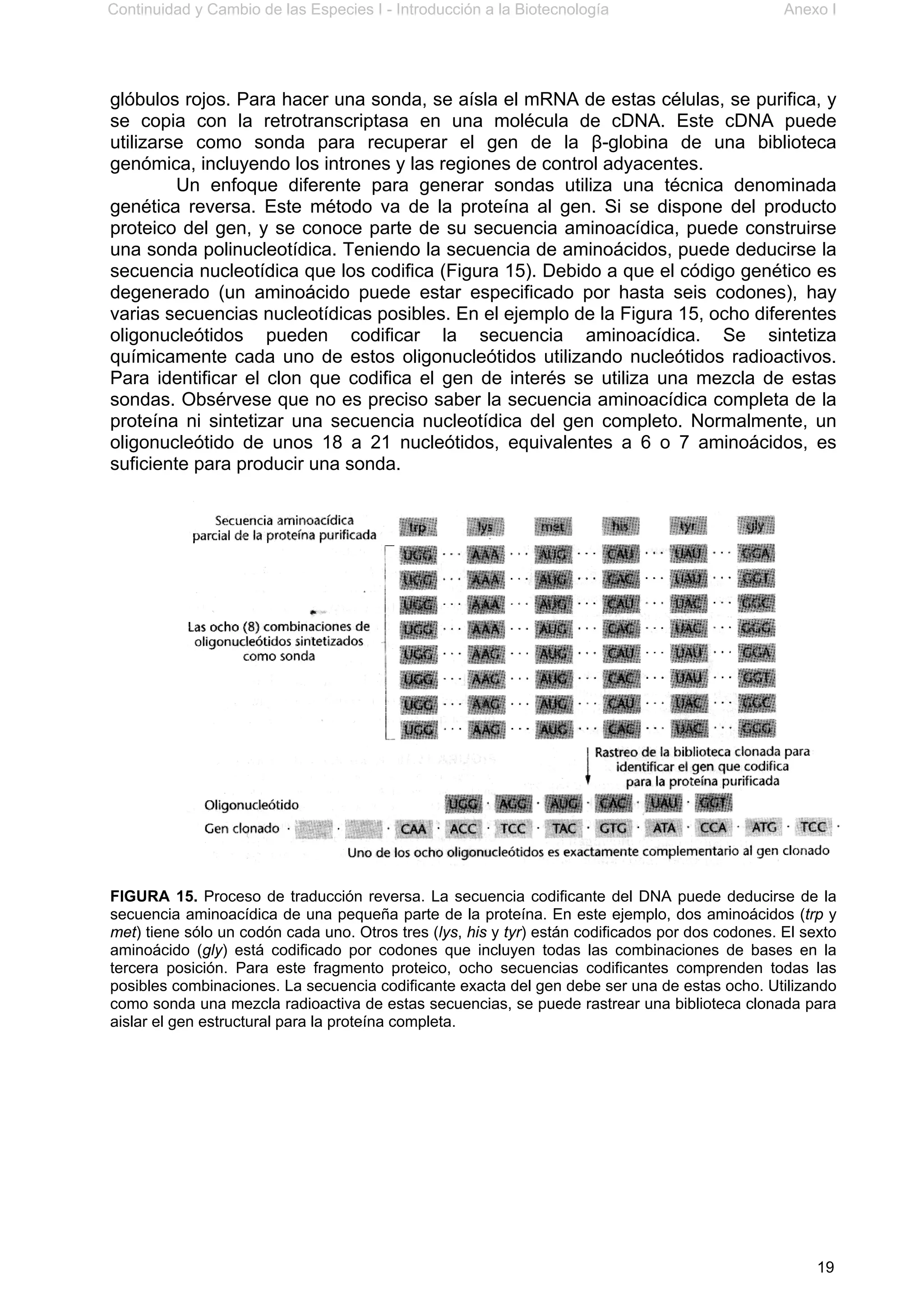 Continuidad y Cambio de las Especies I - Introducción a la Biotecnología Anexo I
19
glóbulos rojos. Para hacer una sonda, se aísla el mRNA de estas células, se purifica, y
se copia con la retrotranscriptasa en una molécula de cDNA. Este cDNA puede
utilizarse como sonda para recuperar el gen de la β-globina de una biblioteca
genómica, incluyendo los intrones y las regiones de control adyacentes.
Un enfoque diferente para generar sondas utiliza una técnica denominada
genética reversa. Este método va de la proteína al gen. Si se dispone del producto
proteico del gen, y se conoce parte de su secuencia aminoacídica, puede construirse
una sonda polinucleotídica. Teniendo la secuencia de aminoácidos, puede deducirse la
secuencia nucleotídica que los codifica (Figura 15). Debido a que el código genético es
degenerado (un aminoácido puede estar especificado por hasta seis codones), hay
varias secuencias nucleotídicas posibles. En el ejemplo de la Figura 15, ocho diferentes
oligonucleótidos pueden codificar la secuencia aminoacídica. Se sintetiza
químicamente cada uno de estos oligonucleótidos utilizando nucleótidos radioactivos.
Para identificar el clon que codifica el gen de interés se utiliza una mezcla de estas
sondas. Obsérvese que no es preciso saber la secuencia aminoacídica completa de la
proteína ni sintetizar una secuencia nucleotídica del gen completo. Normalmente, un
oligonucleótido de unos 18 a 21 nucleótidos, equivalentes a 6 o 7 aminoácidos, es
suficiente para producir una sonda.
FIGURA 15. Proceso de traducción reversa. La secuencia codificante del DNA puede deducirse de la
secuencia aminoacídica de una pequeña parte de la proteína. En este ejemplo, dos aminoácidos (trp y
met) tiene sólo un codón cada uno. Otros tres (lys, his y tyr) están codificados por dos codones. El sexto
aminoácido (gly) está codificado por codones que incluyen todas las combinaciones de bases en la
tercera posición. Para este fragmento proteico, ocho secuencias codificantes comprenden todas las
posibles combinaciones. La secuencia codificante exacta del gen debe ser una de estas ocho. Utilizando
como sonda una mezcla radioactiva de estas secuencias, se puede rastrear una biblioteca clonada para
aislar el gen estructural para la proteína completa.
 