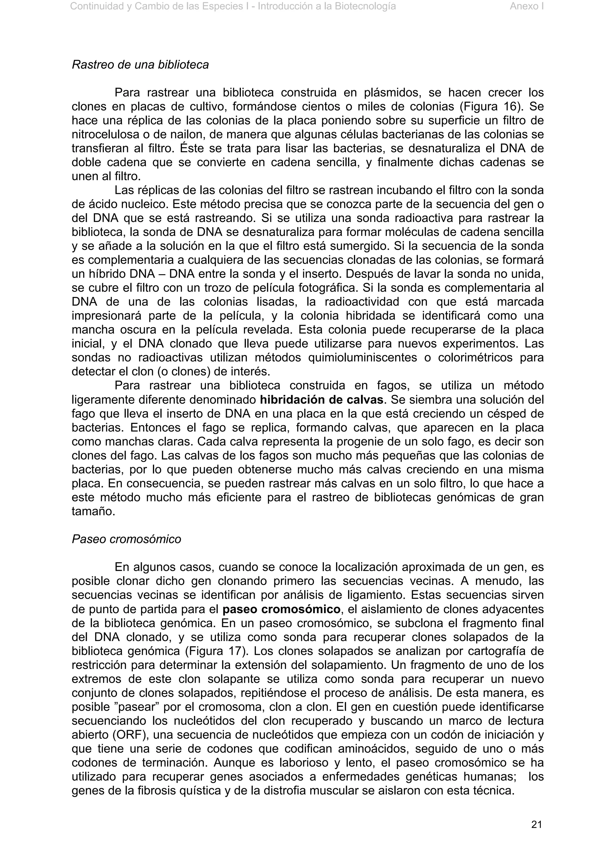 Continuidad y Cambio de las Especies I - Introducción a la Biotecnología Anexo I
21
Rastreo de una biblioteca
Para rastrear una biblioteca construida en plásmidos, se hacen crecer los
clones en placas de cultivo, formándose cientos o miles de colonias (Figura 16). Se
hace una réplica de las colonias de la placa poniendo sobre su superficie un filtro de
nitrocelulosa o de nailon, de manera que algunas células bacterianas de las colonias se
transfieran al filtro. Éste se trata para lisar las bacterias, se desnaturaliza el DNA de
doble cadena que se convierte en cadena sencilla, y finalmente dichas cadenas se
unen al filtro.
Las réplicas de las colonias del filtro se rastrean incubando el filtro con la sonda
de ácido nucleico. Este método precisa que se conozca parte de la secuencia del gen o
del DNA que se está rastreando. Si se utiliza una sonda radioactiva para rastrear la
biblioteca, la sonda de DNA se desnaturaliza para formar moléculas de cadena sencilla
y se añade a la solución en la que el filtro está sumergido. Si la secuencia de la sonda
es complementaria a cualquiera de las secuencias clonadas de las colonias, se formará
un híbrido DNA – DNA entre la sonda y el inserto. Después de lavar la sonda no unida,
se cubre el filtro con un trozo de película fotográfica. Si la sonda es complementaria al
DNA de una de las colonias lisadas, la radioactividad con que está marcada
impresionará parte de la película, y la colonia hibridada se identificará como una
mancha oscura en la película revelada. Esta colonia puede recuperarse de la placa
inicial, y el DNA clonado que lleva puede utilizarse para nuevos experimentos. Las
sondas no radioactivas utilizan métodos quimioluminiscentes o colorimétricos para
detectar el clon (o clones) de interés.
Para rastrear una biblioteca construida en fagos, se utiliza un método
ligeramente diferente denominado hibridación de calvas. Se siembra una solución del
fago que lleva el inserto de DNA en una placa en la que está creciendo un césped de
bacterias. Entonces el fago se replica, formando calvas, que aparecen en la placa
como manchas claras. Cada calva representa la progenie de un solo fago, es decir son
clones del fago. Las calvas de los fagos son mucho más pequeñas que las colonias de
bacterias, por lo que pueden obtenerse mucho más calvas creciendo en una misma
placa. En consecuencia, se pueden rastrear más calvas en un solo filtro, lo que hace a
este método mucho más eficiente para el rastreo de bibliotecas genómicas de gran
tamaño.
Paseo cromosómico
En algunos casos, cuando se conoce la localización aproximada de un gen, es
posible clonar dicho gen clonando primero las secuencias vecinas. A menudo, las
secuencias vecinas se identifican por análisis de ligamiento. Estas secuencias sirven
de punto de partida para el paseo cromosómico, el aislamiento de clones adyacentes
de la biblioteca genómica. En un paseo cromosómico, se subclona el fragmento final
del DNA clonado, y se utiliza como sonda para recuperar clones solapados de la
biblioteca genómica (Figura 17). Los clones solapados se analizan por cartografía de
restricción para determinar la extensión del solapamiento. Un fragmento de uno de los
extremos de este clon solapante se utiliza como sonda para recuperar un nuevo
conjunto de clones solapados, repitiéndose el proceso de análisis. De esta manera, es
posible ”pasear” por el cromosoma, clon a clon. El gen en cuestión puede identificarse
secuenciando los nucleótidos del clon recuperado y buscando un marco de lectura
abierto (ORF), una secuencia de nucleótidos que empieza con un codón de iniciación y
que tiene una serie de codones que codifican aminoácidos, seguido de uno o más
codones de terminación. Aunque es laborioso y lento, el paseo cromosómico se ha
utilizado para recuperar genes asociados a enfermedades genéticas humanas; los
genes de la fibrosis quística y de la distrofia muscular se aislaron con esta técnica.
 