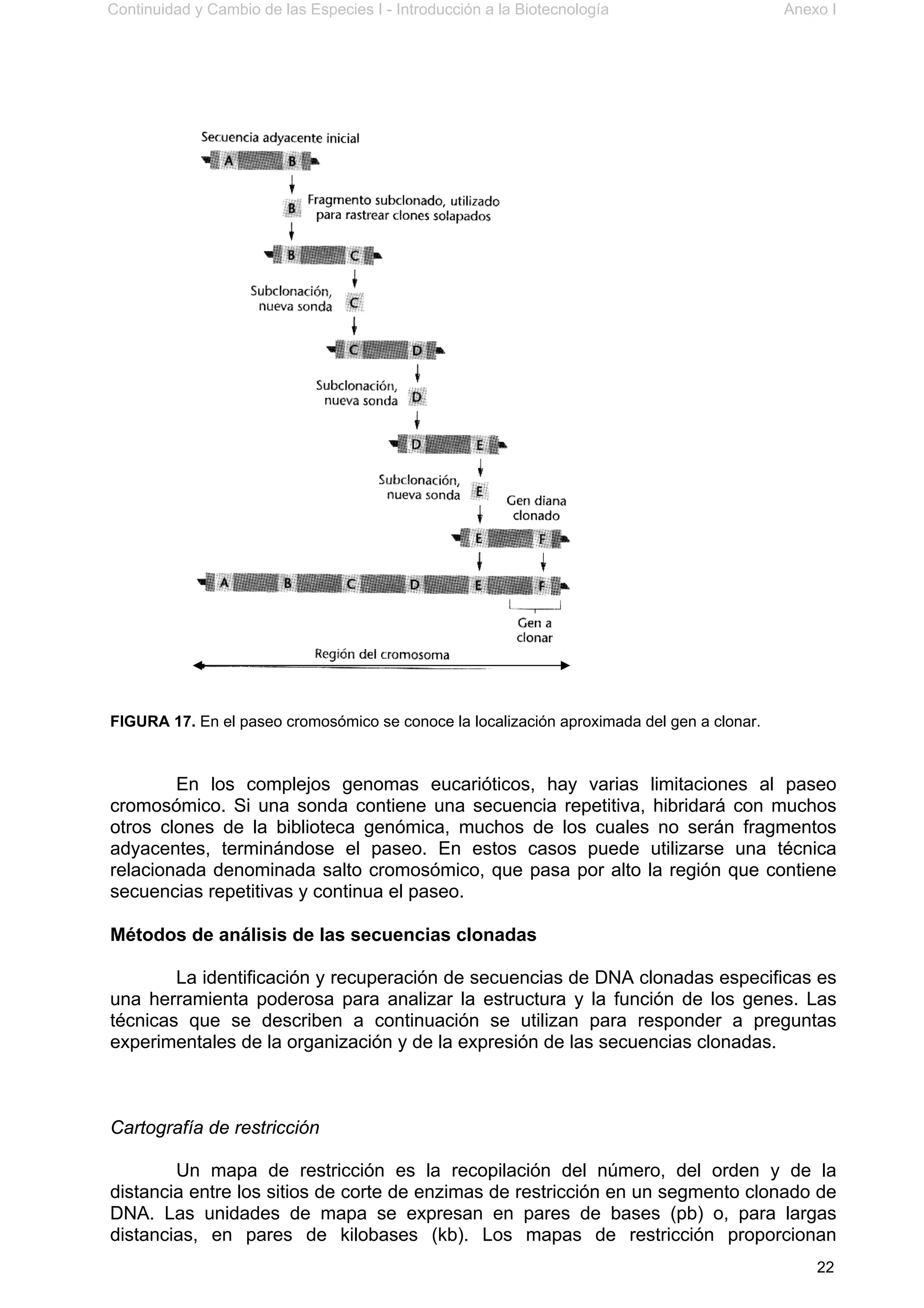 Continuidad y Cambio de las Especies I - Introducción a la Biotecnología Anexo I
22
FIGURA 17. En el paseo cromosómico se conoce la localización aproximada del gen a clonar.
En los complejos genomas eucarióticos, hay varias limitaciones al paseo
cromosómico. Si una sonda contiene una secuencia repetitiva, hibridará con muchos
otros clones de la biblioteca genómica, muchos de los cuales no serán fragmentos
adyacentes, terminándose el paseo. En estos casos puede utilizarse una técnica
relacionada denominada salto cromosómico, que pasa por alto la región que contiene
secuencias repetitivas y continua el paseo.
Métodos de análisis de las secuencias clonadas
La identificación y recuperación de secuencias de DNA clonadas especificas es
una herramienta poderosa para analizar la estructura y la función de los genes. Las
técnicas que se describen a continuación se utilizan para responder a preguntas
experimentales de la organización y de la expresión de las secuencias clonadas.
Cartografía de restricción
Un mapa de restricción es la recopilación del número, del orden y de la
distancia entre los sitios de corte de enzimas de restricción en un segmento clonado de
DNA. Las unidades de mapa se expresan en pares de bases (pb) o, para largas
distancias, en pares de kilobases (kb). Los mapas de restricción proporcionan
 