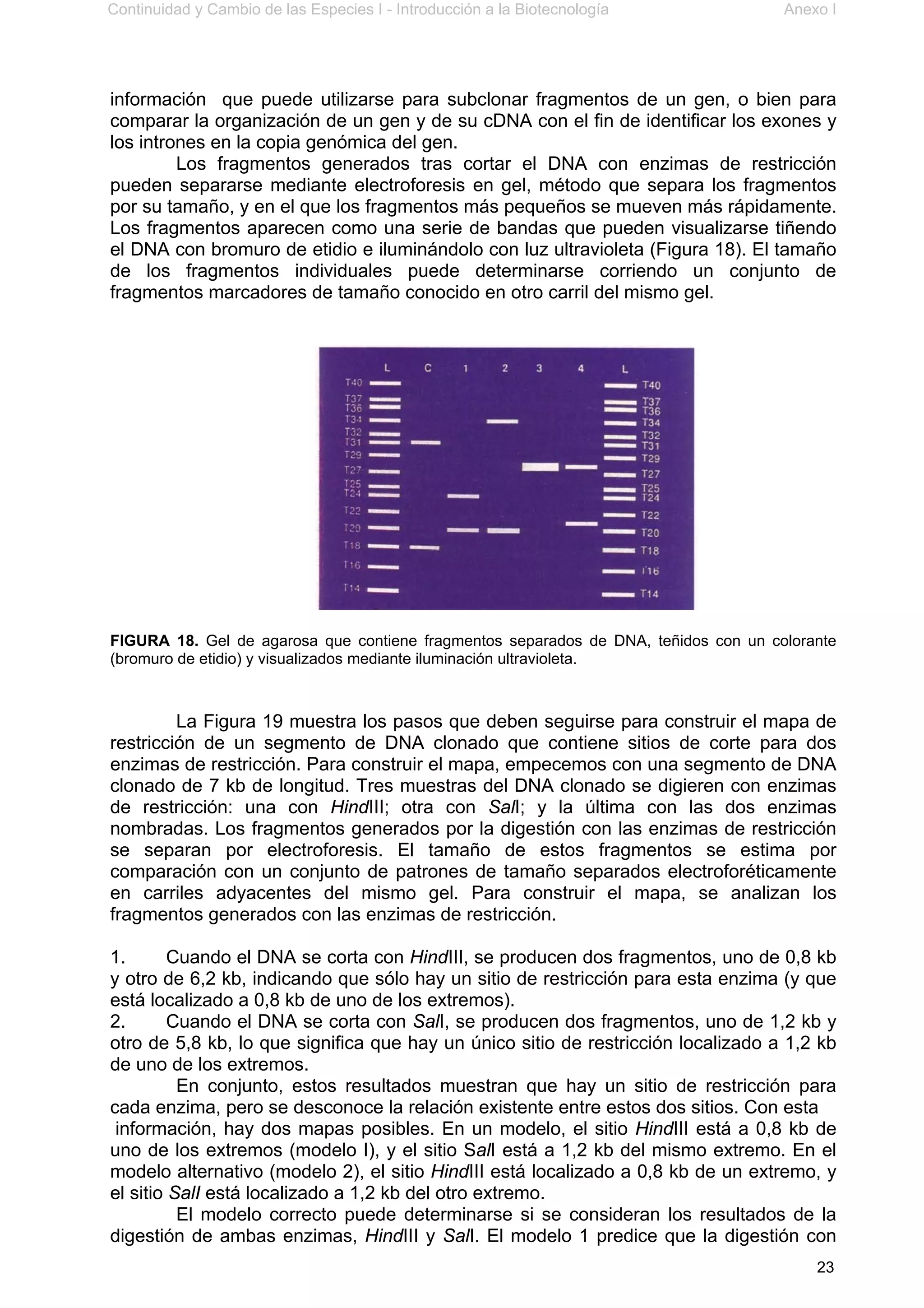 Continuidad y Cambio de las Especies I - Introducción a la Biotecnología Anexo I
23
información que puede utilizarse para subclonar fragmentos de un gen, o bien para
comparar la organización de un gen y de su cDNA con el fin de identificar los exones y
los intrones en la copia genómica del gen.
Los fragmentos generados tras cortar el DNA con enzimas de restricción
pueden separarse mediante electroforesis en gel, método que separa los fragmentos
por su tamaño, y en el que los fragmentos más pequeños se mueven más rápidamente.
Los fragmentos aparecen como una serie de bandas que pueden visualizarse tiñendo
el DNA con bromuro de etidio e iluminándolo con luz ultravioleta (Figura 18). El tamaño
de los fragmentos individuales puede determinarse corriendo un conjunto de
fragmentos marcadores de tamaño conocido en otro carril del mismo gel.
FIGURA 18. Gel de agarosa que contiene fragmentos separados de DNA, teñidos con un colorante
(bromuro de etidio) y visualizados mediante iluminación ultravioleta.
La Figura 19 muestra los pasos que deben seguirse para construir el mapa de
restricción de un segmento de DNA clonado que contiene sitios de corte para dos
enzimas de restricción. Para construir el mapa, empecemos con una segmento de DNA
clonado de 7 kb de longitud. Tres muestras del DNA clonado se digieren con enzimas
de restricción: una con HindIII; otra con SalI; y la última con las dos enzimas
nombradas. Los fragmentos generados por la digestión con las enzimas de restricción
se separan por electroforesis. El tamaño de estos fragmentos se estima por
comparación con un conjunto de patrones de tamaño separados electroforéticamente
en carriles adyacentes del mismo gel. Para construir el mapa, se analizan los
fragmentos generados con las enzimas de restricción.
1. Cuando el DNA se corta con HindIII, se producen dos fragmentos, uno de 0,8 kb
y otro de 6,2 kb, indicando que sólo hay un sitio de restricción para esta enzima (y que
está localizado a 0,8 kb de uno de los extremos).
2. Cuando el DNA se corta con SalI, se producen dos fragmentos, uno de 1,2 kb y
otro de 5,8 kb, lo que significa que hay un único sitio de restricción localizado a 1,2 kb
de uno de los extremos.
En conjunto, estos resultados muestran que hay un sitio de restricción para
cada enzima, pero se desconoce la relación existente entre estos dos sitios. Con esta
información, hay dos mapas posibles. En un modelo, el sitio HindIII está a 0,8 kb de
uno de los extremos (modelo I), y el sitio SalI está a 1,2 kb del mismo extremo. En el
modelo alternativo (modelo 2), el sitio HindIII está localizado a 0,8 kb de un extremo, y
el sitio SalI está localizado a 1,2 kb del otro extremo.
El modelo correcto puede determinarse si se consideran los resultados de la
digestión de ambas enzimas, HindIII y SalI. El modelo 1 predice que la digestión con
 