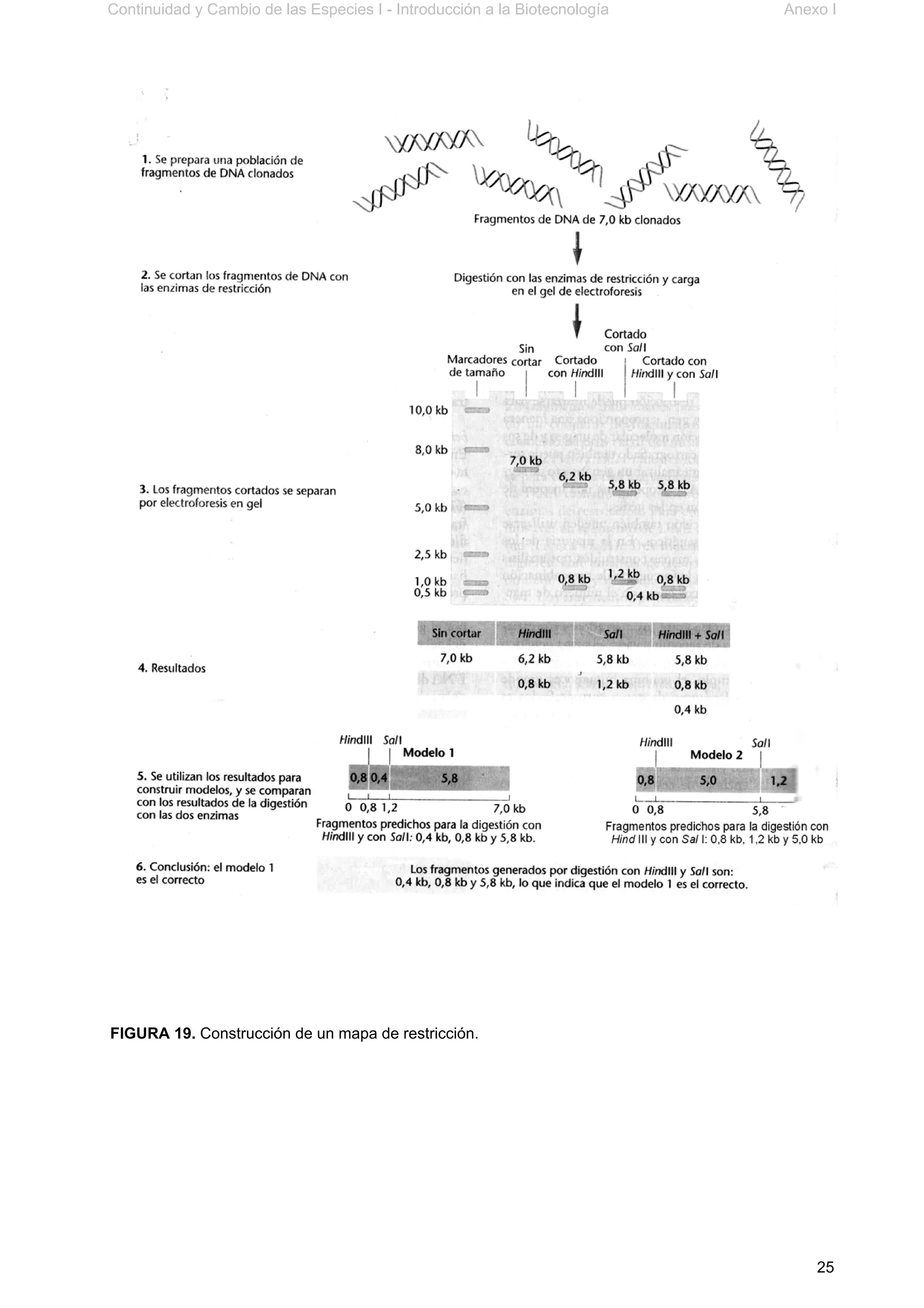 Continuidad y Cambio de las Especies I - Introducción a la Biotecnología Anexo I
25
FIGURA 19. Construcción de un mapa de restricción.
 