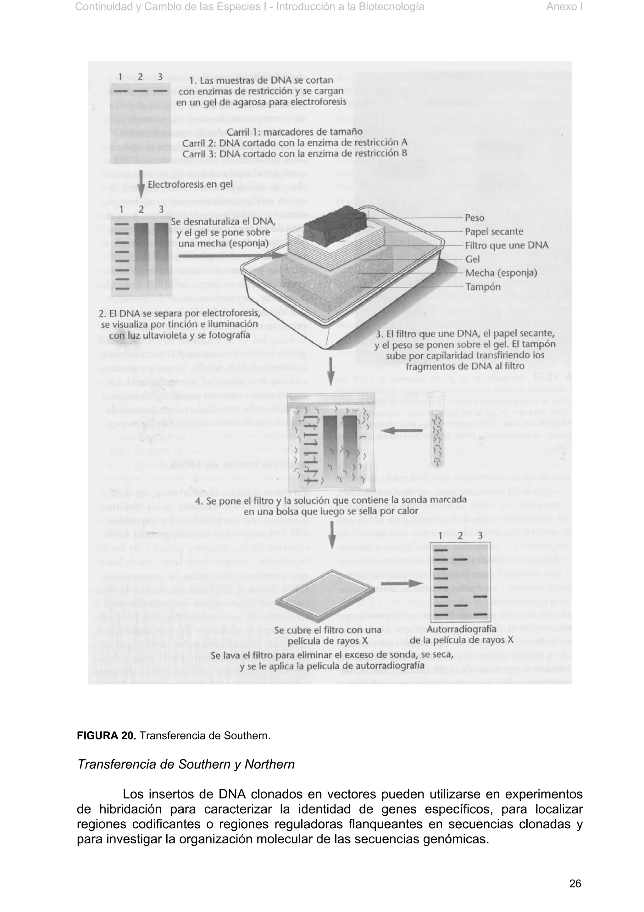 Continuidad y Cambio de las Especies I - Introducción a la Biotecnología Anexo I
26
FIGURA 20. Transferencia de Southern.
Transferencia de Southern y Northern
Los insertos de DNA clonados en vectores pueden utilizarse en experimentos
de hibridación para caracterizar la identidad de genes específicos, para localizar
regiones codificantes o regiones reguladoras flanqueantes en secuencias clonadas y
para investigar la organización molecular de las secuencias genómicas.
 