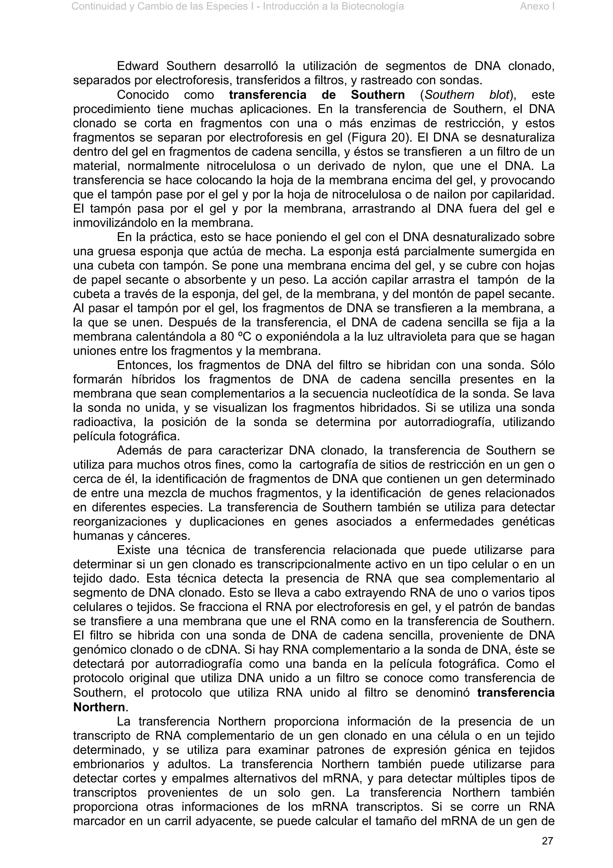 Continuidad y Cambio de las Especies I - Introducción a la Biotecnología Anexo I
27
Edward Southern desarrolló la utilización de segmentos de DNA clonado,
separados por electroforesis, transferidos a filtros, y rastreado con sondas.
Conocido como transferencia de Southern (Southern blot), este
procedimiento tiene muchas aplicaciones. En la transferencia de Southern, el DNA
clonado se corta en fragmentos con una o más enzimas de restricción, y estos
fragmentos se separan por electroforesis en gel (Figura 20). El DNA se desnaturaliza
dentro del gel en fragmentos de cadena sencilla, y éstos se transfieren a un filtro de un
material, normalmente nitrocelulosa o un derivado de nylon, que une el DNA. La
transferencia se hace colocando la hoja de la membrana encima del gel, y provocando
que el tampón pase por el gel y por la hoja de nitrocelulosa o de nailon por capilaridad.
El tampón pasa por el gel y por la membrana, arrastrando al DNA fuera del gel e
inmovilizándolo en la membrana.
En la práctica, esto se hace poniendo el gel con el DNA desnaturalizado sobre
una gruesa esponja que actúa de mecha. La esponja está parcialmente sumergida en
una cubeta con tampón. Se pone una membrana encima del gel, y se cubre con hojas
de papel secante o absorbente y un peso. La acción capilar arrastra el tampón de la
cubeta a través de la esponja, del gel, de la membrana, y del montón de papel secante.
Al pasar el tampón por el gel, los fragmentos de DNA se transfieren a la membrana, a
la que se unen. Después de la transferencia, el DNA de cadena sencilla se fija a la
membrana calentándola a 80 ºC o exponiéndola a la luz ultravioleta para que se hagan
uniones entre los fragmentos y la membrana.
Entonces, los fragmentos de DNA del filtro se hibridan con una sonda. Sólo
formarán híbridos los fragmentos de DNA de cadena sencilla presentes en la
membrana que sean complementarios a la secuencia nucleotídica de la sonda. Se lava
la sonda no unida, y se visualizan los fragmentos hibridados. Si se utiliza una sonda
radioactiva, la posición de la sonda se determina por autorradiografía, utilizando
película fotográfica.
Además de para caracterizar DNA clonado, la transferencia de Southern se
utiliza para muchos otros fines, como la cartografía de sitios de restricción en un gen o
cerca de él, la identificación de fragmentos de DNA que contienen un gen determinado
de entre una mezcla de muchos fragmentos, y la identificación de genes relacionados
en diferentes especies. La transferencia de Southern también se utiliza para detectar
reorganizaciones y duplicaciones en genes asociados a enfermedades genéticas
humanas y cánceres.
Existe una técnica de transferencia relacionada que puede utilizarse para
determinar si un gen clonado es transcripcionalmente activo en un tipo celular o en un
tejido dado. Esta técnica detecta la presencia de RNA que sea complementario al
segmento de DNA clonado. Esto se lleva a cabo extrayendo RNA de uno o varios tipos
celulares o tejidos. Se fracciona el RNA por electroforesis en gel, y el patrón de bandas
se transfiere a una membrana que une el RNA como en la transferencia de Southern.
El filtro se hibrida con una sonda de DNA de cadena sencilla, proveniente de DNA
genómico clonado o de cDNA. Si hay RNA complementario a la sonda de DNA, éste se
detectará por autorradiografía como una banda en la película fotográfica. Como el
protocolo original que utiliza DNA unido a un filtro se conoce como transferencia de
Southern, el protocolo que utiliza RNA unido al filtro se denominó transferencia
Northern.
La transferencia Northern proporciona información de la presencia de un
transcripto de RNA complementario de un gen clonado en una célula o en un tejido
determinado, y se utiliza para examinar patrones de expresión génica en tejidos
embrionarios y adultos. La transferencia Northern también puede utilizarse para
detectar cortes y empalmes alternativos del mRNA, y para detectar múltiples tipos de
transcriptos provenientes de un solo gen. La transferencia Northern también
proporciona otras informaciones de los mRNA transcriptos. Si se corre un RNA
marcador en un carril adyacente, se puede calcular el tamaño del mRNA de un gen de
 