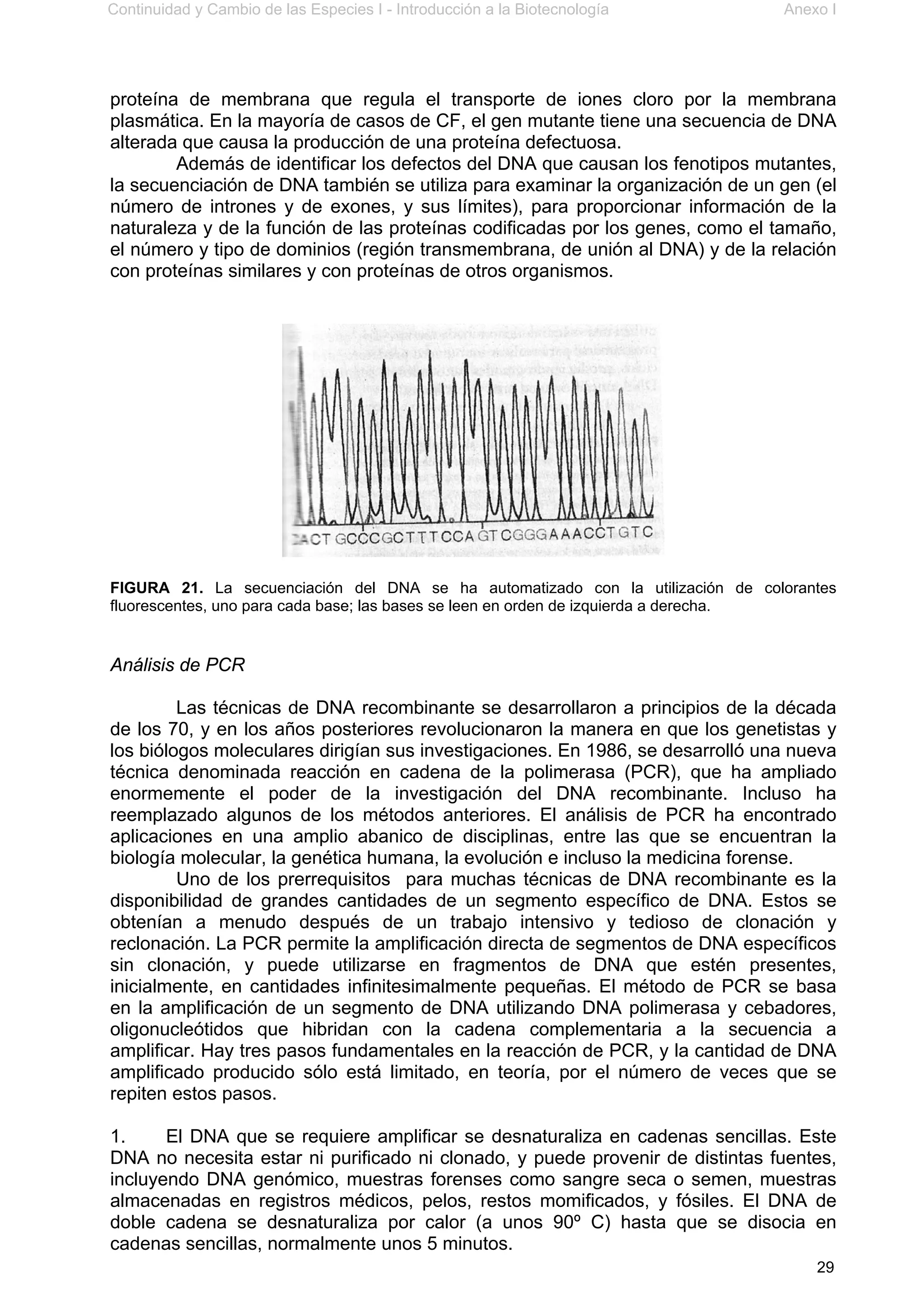 Continuidad y Cambio de las Especies I - Introducción a la Biotecnología Anexo I
29
proteína de membrana que regula el transporte de iones cloro por la membrana
plasmática. En la mayoría de casos de CF, el gen mutante tiene una secuencia de DNA
alterada que causa la producción de una proteína defectuosa.
Además de identificar los defectos del DNA que causan los fenotipos mutantes,
la secuenciación de DNA también se utiliza para examinar la organización de un gen (el
número de intrones y de exones, y sus límites), para proporcionar información de la
naturaleza y de la función de las proteínas codificadas por los genes, como el tamaño,
el número y tipo de dominios (región transmembrana, de unión al DNA) y de la relación
con proteínas similares y con proteínas de otros organismos.
FIGURA 21. La secuenciación del DNA se ha automatizado con la utilización de colorantes
fluorescentes, uno para cada base; las bases se leen en orden de izquierda a derecha.
Análisis de PCR
Las técnicas de DNA recombinante se desarrollaron a principios de la década
de los 70, y en los años posteriores revolucionaron la manera en que los genetistas y
los biólogos moleculares dirigían sus investigaciones. En 1986, se desarrolló una nueva
técnica denominada reacción en cadena de la polimerasa (PCR), que ha ampliado
enormemente el poder de la investigación del DNA recombinante. Incluso ha
reemplazado algunos de los métodos anteriores. El análisis de PCR ha encontrado
aplicaciones en una amplio abanico de disciplinas, entre las que se encuentran la
biología molecular, la genética humana, la evolución e incluso la medicina forense.
Uno de los prerrequisitos para muchas técnicas de DNA recombinante es la
disponibilidad de grandes cantidades de un segmento específico de DNA. Estos se
obtenían a menudo después de un trabajo intensivo y tedioso de clonación y
reclonación. La PCR permite la amplificación directa de segmentos de DNA específicos
sin clonación, y puede utilizarse en fragmentos de DNA que estén presentes,
inicialmente, en cantidades infinitesimalmente pequeñas. El método de PCR se basa
en la amplificación de un segmento de DNA utilizando DNA polimerasa y cebadores,
oligonucleótidos que hibridan con la cadena complementaria a la secuencia a
amplificar. Hay tres pasos fundamentales en la reacción de PCR, y la cantidad de DNA
amplificado producido sólo está limitado, en teoría, por el número de veces que se
repiten estos pasos.
1. El DNA que se requiere amplificar se desnaturaliza en cadenas sencillas. Este
DNA no necesita estar ni purificado ni clonado, y puede provenir de distintas fuentes,
incluyendo DNA genómico, muestras forenses como sangre seca o semen, muestras
almacenadas en registros médicos, pelos, restos momificados, y fósiles. El DNA de
doble cadena se desnaturaliza por calor (a unos 90º C) hasta que se disocia en
cadenas sencillas, normalmente unos 5 minutos.
 