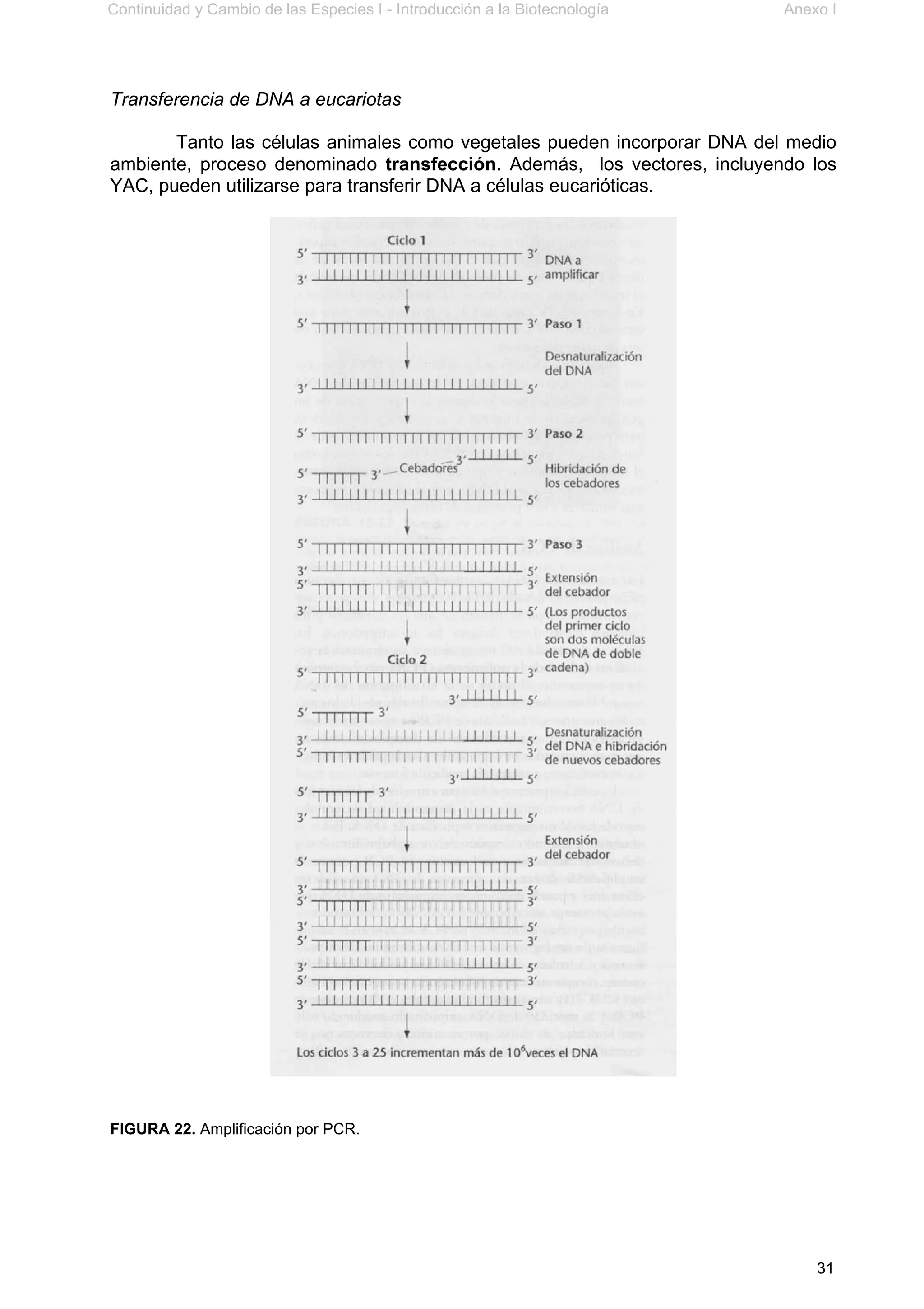 Continuidad y Cambio de las Especies I - Introducción a la Biotecnología Anexo I
31
Transferencia de DNA a eucariotas
Tanto las células animales como vegetales pueden incorporar DNA del medio
ambiente, proceso denominado transfección. Además, los vectores, incluyendo los
YAC, pueden utilizarse para transferir DNA a células eucarióticas.
FIGURA 22. Amplificación por PCR.
 