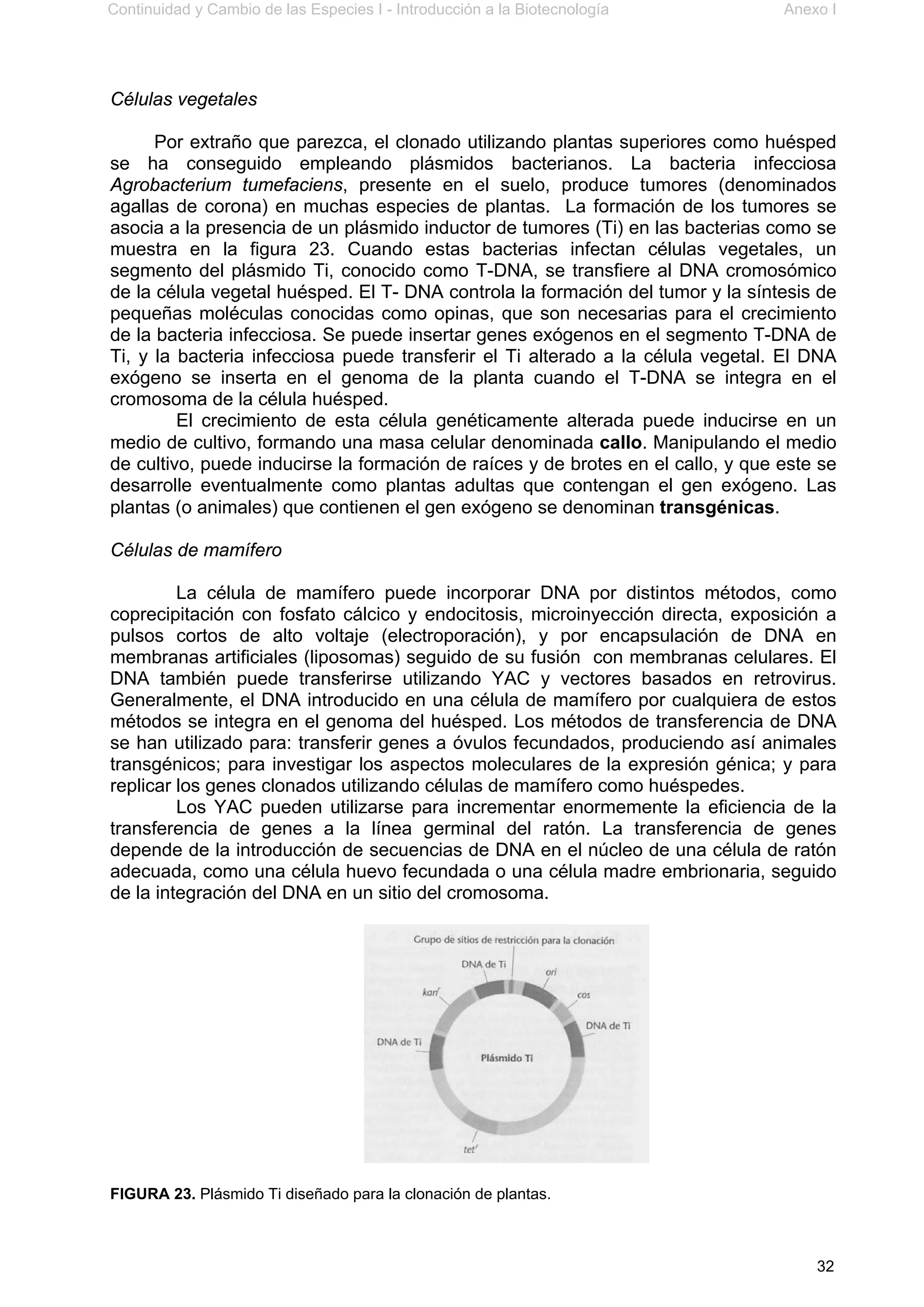 Continuidad y Cambio de las Especies I - Introducción a la Biotecnología Anexo I
32
Células vegetales
Por extraño que parezca, el clonado utilizando plantas superiores como huésped
se ha conseguido empleando plásmidos bacterianos. La bacteria infecciosa
Agrobacterium tumefaciens, presente en el suelo, produce tumores (denominados
agallas de corona) en muchas especies de plantas. La formación de los tumores se
asocia a la presencia de un plásmido inductor de tumores (Ti) en las bacterias como se
muestra en la figura 23. Cuando estas bacterias infectan células vegetales, un
segmento del plásmido Ti, conocido como T-DNA, se transfiere al DNA cromosómico
de la célula vegetal huésped. El T- DNA controla la formación del tumor y la síntesis de
pequeñas moléculas conocidas como opinas, que son necesarias para el crecimiento
de la bacteria infecciosa. Se puede insertar genes exógenos en el segmento T-DNA de
Ti, y la bacteria infecciosa puede transferir el Ti alterado a la célula vegetal. El DNA
exógeno se inserta en el genoma de la planta cuando el T-DNA se integra en el
cromosoma de la célula huésped.
El crecimiento de esta célula genéticamente alterada puede inducirse en un
medio de cultivo, formando una masa celular denominada callo. Manipulando el medio
de cultivo, puede inducirse la formación de raíces y de brotes en el callo, y que este se
desarrolle eventualmente como plantas adultas que contengan el gen exógeno. Las
plantas (o animales) que contienen el gen exógeno se denominan transgénicas.
Células de mamífero
La célula de mamífero puede incorporar DNA por distintos métodos, como
coprecipitación con fosfato cálcico y endocitosis, microinyección directa, exposición a
pulsos cortos de alto voltaje (electroporación), y por encapsulación de DNA en
membranas artificiales (liposomas) seguido de su fusión con membranas celulares. El
DNA también puede transferirse utilizando YAC y vectores basados en retrovirus.
Generalmente, el DNA introducido en una célula de mamífero por cualquiera de estos
métodos se integra en el genoma del huésped. Los métodos de transferencia de DNA
se han utilizado para: transferir genes a óvulos fecundados, produciendo así animales
transgénicos; para investigar los aspectos moleculares de la expresión génica; y para
replicar los genes clonados utilizando células de mamífero como huéspedes.
Los YAC pueden utilizarse para incrementar enormemente la eficiencia de la
transferencia de genes a la línea germinal del ratón. La transferencia de genes
depende de la introducción de secuencias de DNA en el núcleo de una célula de ratón
adecuada, como una célula huevo fecundada o una célula madre embrionaria, seguido
de la integración del DNA en un sitio del cromosoma.
FIGURA 23. Plásmido Ti diseñado para la clonación de plantas.
 