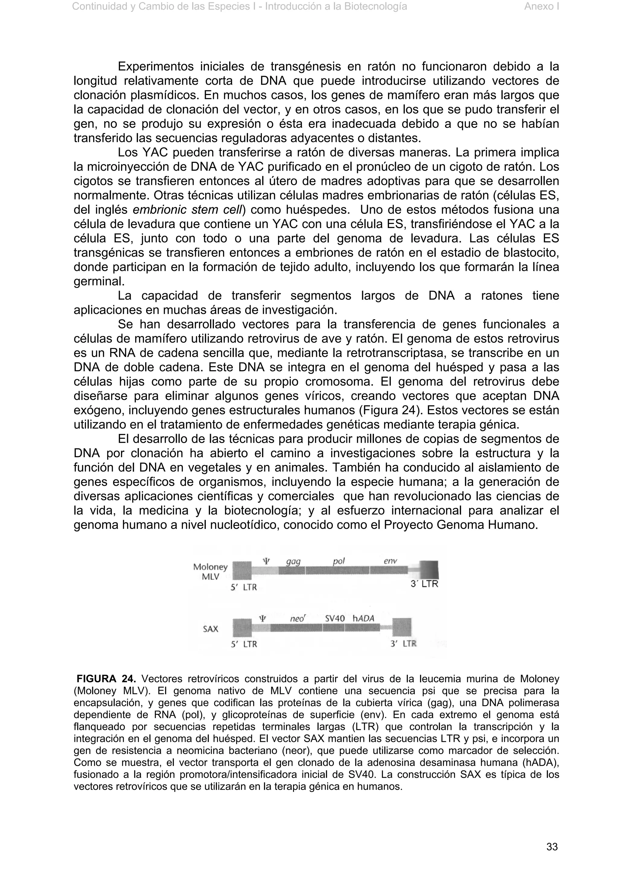 Continuidad y Cambio de las Especies I - Introducción a la Biotecnología Anexo I
33
Experimentos iniciales de transgénesis en ratón no funcionaron debido a la
longitud relativamente corta de DNA que puede introducirse utilizando vectores de
clonación plasmídicos. En muchos casos, los genes de mamífero eran más largos que
la capacidad de clonación del vector, y en otros casos, en los que se pudo transferir el
gen, no se produjo su expresión o ésta era inadecuada debido a que no se habían
transferido las secuencias reguladoras adyacentes o distantes.
Los YAC pueden transferirse a ratón de diversas maneras. La primera implica
la microinyección de DNA de YAC purificado en el pronúcleo de un cigoto de ratón. Los
cigotos se transfieren entonces al útero de madres adoptivas para que se desarrollen
normalmente. Otras técnicas utilizan células madres embrionarias de ratón (células ES,
del inglés embrionic stem cell) como huéspedes. Uno de estos métodos fusiona una
célula de levadura que contiene un YAC con una célula ES, transfiriéndose el YAC a la
célula ES, junto con todo o una parte del genoma de levadura. Las células ES
transgénicas se transfieren entonces a embriones de ratón en el estadio de blastocito,
donde participan en la formación de tejido adulto, incluyendo los que formarán la línea
germinal.
La capacidad de transferir segmentos largos de DNA a ratones tiene
aplicaciones en muchas áreas de investigación.
Se han desarrollado vectores para la transferencia de genes funcionales a
células de mamífero utilizando retrovirus de ave y ratón. El genoma de estos retrovirus
es un RNA de cadena sencilla que, mediante la retrotranscriptasa, se transcribe en un
DNA de doble cadena. Este DNA se integra en el genoma del huésped y pasa a las
células hijas como parte de su propio cromosoma. El genoma del retrovirus debe
diseñarse para eliminar algunos genes víricos, creando vectores que aceptan DNA
exógeno, incluyendo genes estructurales humanos (Figura 24). Estos vectores se están
utilizando en el tratamiento de enfermedades genéticas mediante terapia génica.
El desarrollo de las técnicas para producir millones de copias de segmentos de
DNA por clonación ha abierto el camino a investigaciones sobre la estructura y la
función del DNA en vegetales y en animales. También ha conducido al aislamiento de
genes específicos de organismos, incluyendo la especie humana; a la generación de
diversas aplicaciones científicas y comerciales que han revolucionado las ciencias de
la vida, la medicina y la biotecnología; y al esfuerzo internacional para analizar el
genoma humano a nivel nucleotídico, conocido como el Proyecto Genoma Humano.
FIGURA 24. Vectores retrovíricos construidos a partir del virus de la leucemia murina de Moloney
(Moloney MLV). El genoma nativo de MLV contiene una secuencia psi que se precisa para la
encapsulación, y genes que codifican las proteínas de la cubierta vírica (gag), una DNA polimerasa
dependiente de RNA (pol), y glicoproteínas de superficie (env). En cada extremo el genoma está
flanqueado por secuencias repetidas terminales largas (LTR) que controlan la transcripción y la
integración en el genoma del huésped. El vector SAX mantien las secuencias LTR y psi, e incorpora un
gen de resistencia a neomicina bacteriano (neor), que puede utilizarse como marcador de selección.
Como se muestra, el vector transporta el gen clonado de la adenosina desaminasa humana (hADA),
fusionado a la región promotora/intensificadora inicial de SV40. La construcción SAX es típica de los
vectores retrovíricos que se utilizarán en la terapia génica en humanos.
 