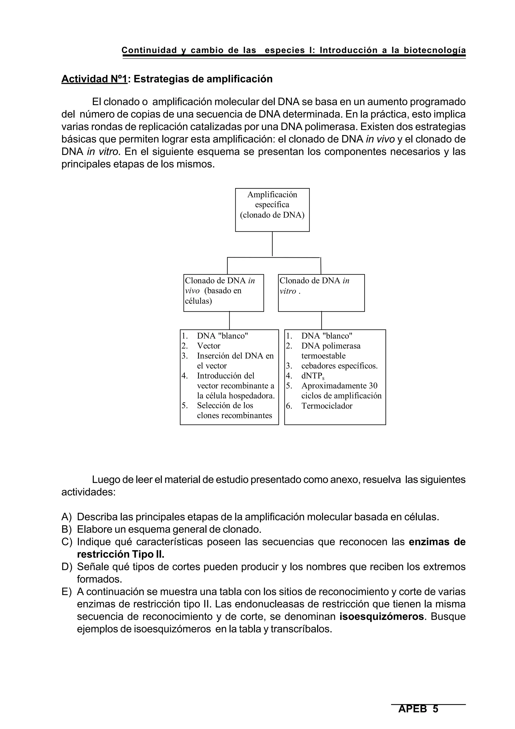 Continuidad y cambio de las especies I: Introducción a la biotecnología
APEB 5
Actividad Nº1: Estrategias de amplificación
El clonado o amplificación molecular del DNA se basa en un aumento programado
del número de copias de una secuencia de DNA determinada. En la práctica, esto implica
varias rondas de replicación catalizadas por una DNA polimerasa. Existen dos estrategias
básicas que permiten lograr esta amplificación: el clonado de DNA in vivo y el clonado de
DNA in vitro. En el siguiente esquema se presentan los componentes necesarios y las
principales etapas de los mismos.
Luego de leer el material de estudio presentado como anexo, resuelva las siguientes
actividades:
A) Describa las principales etapas de la amplificación molecular basada en células.
B) Elabore un esquema general de clonado.
C) Indique qué características poseen las secuencias que reconocen las enzimas de
restricción Tipo II.
D) Señale qué tipos de cortes pueden producir y los nombres que reciben los extremos
formados.
E) A continuación se muestra una tabla con los sitios de reconocimiento y corte de varias
enzimas de restricción tipo II. Las endonucleasas de restricción que tienen la misma
secuencia de reconocimiento y de corte, se denominan isoesquizómeros. Busque
ejemplos de isoesquizómeros en la tabla y transcríbalos.
Clonado de DNA in
vivo (basado en
células)
Clonado de DNA in
vitro .
Amplificación
específica
(clonado de DNA)
1. DNA "blanco"
2. Vector
3. Inserción del DNA en
el vector
4. Introducción del
vector recombinante a
la célula hospedadora.
5. Selección de los
clones recombinantes
1. DNA "blanco"
2. DNA polimerasa
termoestable
3. cebadores específicos.
4. dNTPs
5. Aproximadamente 30
ciclos de amplificación
6. Termociclador
 