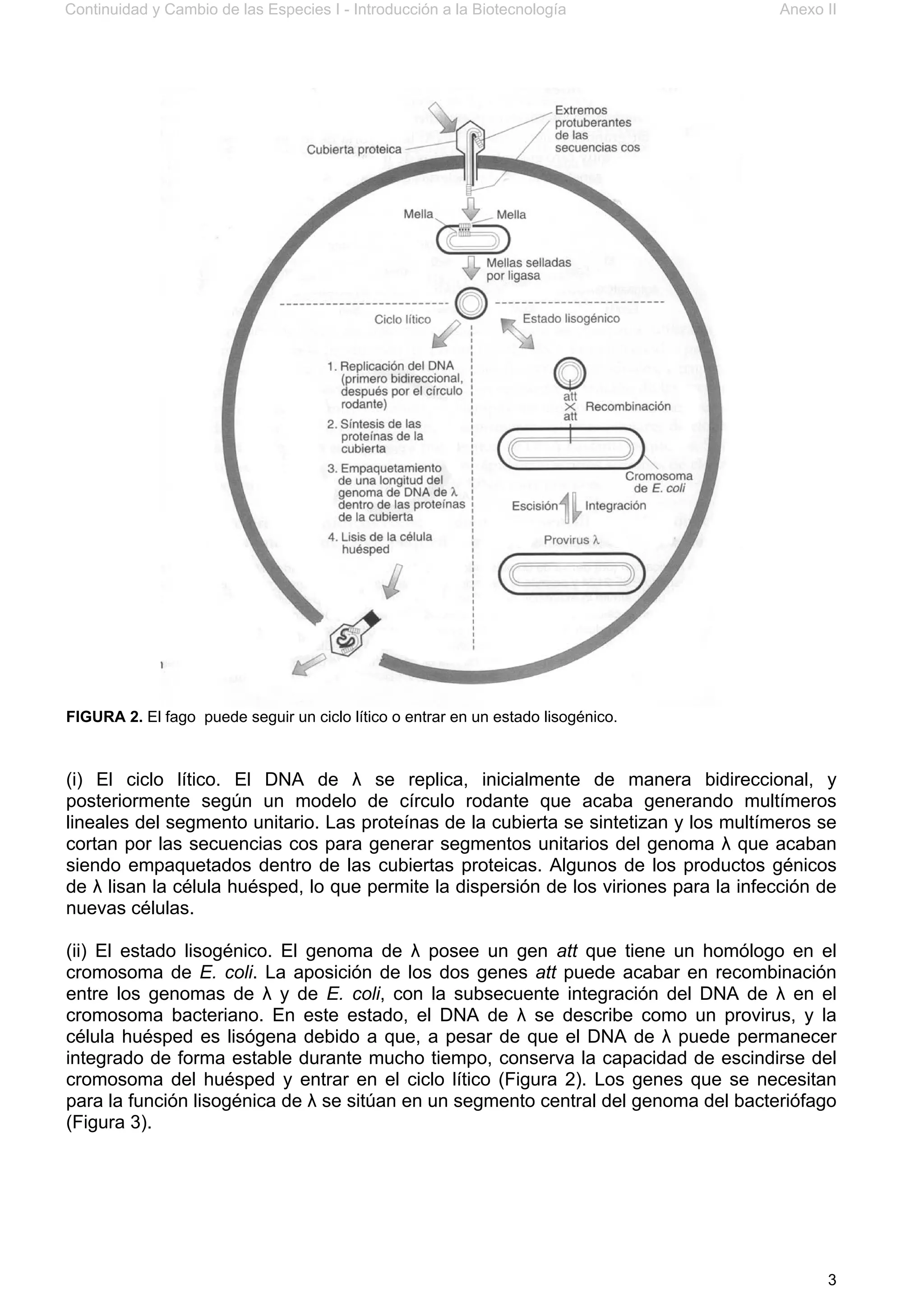 Continuidad y Cambio de las Especies I - Introducción a la Biotecnología Anexo II
3
FIGURA 2. El fago puede seguir un ciclo lítico o entrar en un estado lisogénico.
(i) El ciclo lítico. El DNA de λ se replica, inicialmente de manera bidireccional, y
posteriormente según un modelo de círculo rodante que acaba generando multímeros
lineales del segmento unitario. Las proteínas de la cubierta se sintetizan y los multímeros se
cortan por las secuencias cos para generar segmentos unitarios del genoma λ que acaban
siendo empaquetados dentro de las cubiertas proteicas. Algunos de los productos génicos
de λ lisan la célula huésped, lo que permite la dispersión de los viriones para la infección de
nuevas células.
(ii) El estado lisogénico. El genoma de λ posee un gen att que tiene un homólogo en el
cromosoma de E. coli. La aposición de los dos genes att puede acabar en recombinación
entre los genomas de λ y de E. coli, con la subsecuente integración del DNA de λ en el
cromosoma bacteriano. En este estado, el DNA de λ se describe como un provirus, y la
célula huésped es lisógena debido a que, a pesar de que el DNA de λ puede permanecer
integrado de forma estable durante mucho tiempo, conserva la capacidad de escindirse del
cromosoma del huésped y entrar en el ciclo lítico (Figura 2). Los genes que se necesitan
para la función lisogénica de λ se sitúan en un segmento central del genoma del bacteriófago
(Figura 3).
 