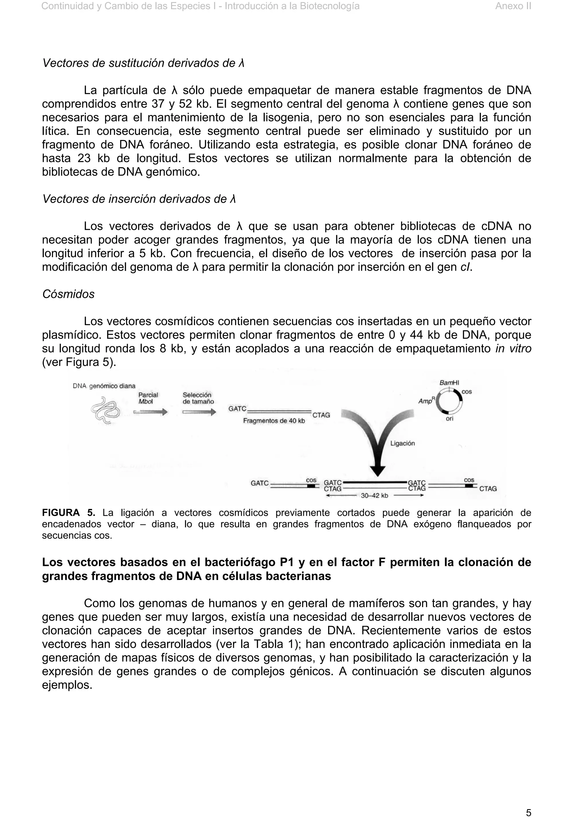 Continuidad y Cambio de las Especies I - Introducción a la Biotecnología Anexo II
5
Vectores de sustitución derivados de λ
La partícula de λ sólo puede empaquetar de manera estable fragmentos de DNA
comprendidos entre 37 y 52 kb. El segmento central del genoma λ contiene genes que son
necesarios para el mantenimiento de la lisogenia, pero no son esenciales para la función
lítica. En consecuencia, este segmento central puede ser eliminado y sustituido por un
fragmento de DNA foráneo. Utilizando esta estrategia, es posible clonar DNA foráneo de
hasta 23 kb de longitud. Estos vectores se utilizan normalmente para la obtención de
bibliotecas de DNA genómico.
Vectores de inserción derivados de λ
Los vectores derivados de λ que se usan para obtener bibliotecas de cDNA no
necesitan poder acoger grandes fragmentos, ya que la mayoría de los cDNA tienen una
longitud inferior a 5 kb. Con frecuencia, el diseño de los vectores de inserción pasa por la
modificación del genoma de λ para permitir la clonación por inserción en el gen cI.
Cósmidos
Los vectores cosmídicos contienen secuencias cos insertadas en un pequeño vector
plasmídico. Estos vectores permiten clonar fragmentos de entre 0 y 44 kb de DNA, porque
su longitud ronda los 8 kb, y están acoplados a una reacción de empaquetamiento in vitro
(ver Figura 5).
FIGURA 5. La ligación a vectores cosmídicos previamente cortados puede generar la aparición de
encadenados vector – diana, lo que resulta en grandes fragmentos de DNA exógeno flanqueados por
secuencias cos.
Los vectores basados en el bacteriófago P1 y en el factor F permiten la clonación de
grandes fragmentos de DNA en células bacterianas
Como los genomas de humanos y en general de mamíferos son tan grandes, y hay
genes que pueden ser muy largos, existía una necesidad de desarrollar nuevos vectores de
clonación capaces de aceptar insertos grandes de DNA. Recientemente varios de estos
vectores han sido desarrollados (ver la Tabla 1); han encontrado aplicación inmediata en la
generación de mapas físicos de diversos genomas, y han posibilitado la caracterización y la
expresión de genes grandes o de complejos génicos. A continuación se discuten algunos
ejemplos.
 