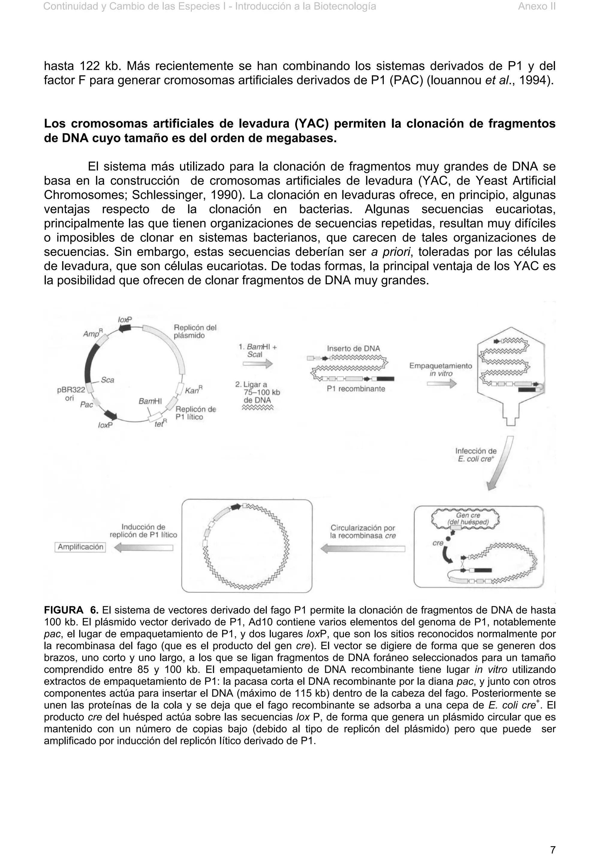 Continuidad y Cambio de las Especies I - Introducción a la Biotecnología Anexo II
7
hasta 122 kb. Más recientemente se han combinando los sistemas derivados de P1 y del
factor F para generar cromosomas artificiales derivados de P1 (PAC) (louannou et al., 1994).
Los cromosomas artificiales de levadura (YAC) permiten la clonación de fragmentos
de DNA cuyo tamaño es del orden de megabases.
El sistema más utilizado para la clonación de fragmentos muy grandes de DNA se
basa en la construcción de cromosomas artificiales de levadura (YAC, de Yeast Artificial
Chromosomes; Schlessinger, 1990). La clonación en levaduras ofrece, en principio, algunas
ventajas respecto de la clonación en bacterias. Algunas secuencias eucariotas,
principalmente las que tienen organizaciones de secuencias repetidas, resultan muy difíciles
o imposibles de clonar en sistemas bacterianos, que carecen de tales organizaciones de
secuencias. Sin embargo, estas secuencias deberían ser a priori, toleradas por las células
de levadura, que son células eucariotas. De todas formas, la principal ventaja de los YAC es
la posibilidad que ofrecen de clonar fragmentos de DNA muy grandes.
FIGURA 6. El sistema de vectores derivado del fago P1 permite la clonación de fragmentos de DNA de hasta
100 kb. El plásmido vector derivado de P1, Ad10 contiene varios elementos del genoma de P1, notablemente
pac, el lugar de empaquetamiento de P1, y dos lugares loxP, que son los sitios reconocidos normalmente por
la recombinasa del fago (que es el producto del gen cre). El vector se digiere de forma que se generen dos
brazos, uno corto y uno largo, a los que se ligan fragmentos de DNA foráneo seleccionados para un tamaño
comprendido entre 85 y 100 kb. El empaquetamiento de DNA recombinante tiene lugar in vitro utilizando
extractos de empaquetamiento de P1: la pacasa corta el DNA recombinante por la diana pac, y junto con otros
componentes actúa para insertar el DNA (máximo de 115 kb) dentro de la cabeza del fago. Posteriormente se
unen las proteínas de la cola y se deja que el fago recombinante se adsorba a una cepa de E. coli cre+
. El
producto cre del huésped actúa sobre las secuencias lox P, de forma que genera un plásmido circular que es
mantenido con un número de copias bajo (debido al tipo de replicón del plásmido) pero que puede ser
amplificado por inducción del replicón Iítico derivado de P1.
 