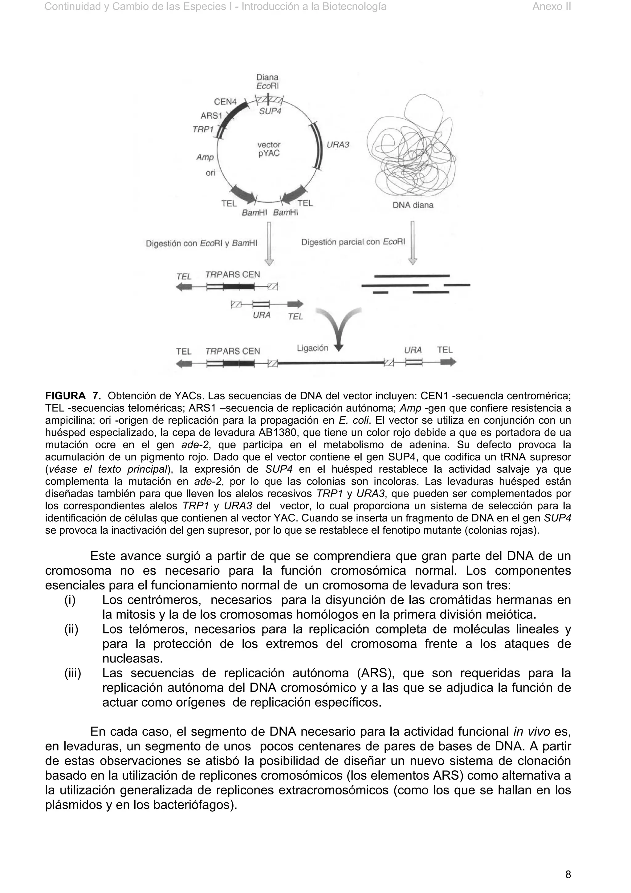 Continuidad y Cambio de las Especies I - Introducción a la Biotecnología Anexo II
8
FIGURA 7. Obtención de YACs. Las secuencias de DNA del vector incluyen: CEN1 -secuencla centromérica;
TEL -secuencias teloméricas; ARS1 –secuencia de replicación autónoma; Amp -gen que confiere resistencia a
ampicilina; ori -origen de replicación para la propagación en E. coli. El vector se utiliza en conjunción con un
huésped especializado, la cepa de levadura AB1380, que tiene un color rojo debide a que es portadora de ua
mutación ocre en el gen ade-2, que participa en el metabolismo de adenina. Su defecto provoca la
acumulación de un pigmento rojo. Dado que el vector contiene el gen SUP4, que codifica un tRNA supresor
(véase el texto principal), la expresión de SUP4 en el huésped restablece la actividad salvaje ya que
complementa la mutación en ade-2, por lo que las colonias son incoloras. Las levaduras huésped están
diseñadas también para que lleven los alelos recesivos TRP1 y URA3, que pueden ser complementados por
los correspondientes alelos TRP1 y URA3 del vector, lo cual proporciona un sistema de selección para la
identificación de células que contienen al vector YAC. Cuando se inserta un fragmento de DNA en el gen SUP4
se provoca la inactivación del gen supresor, por lo que se restablece el fenotipo mutante (colonias rojas).
Este avance surgió a partir de que se comprendiera que gran parte del DNA de un
cromosoma no es necesario para la función cromosómica normal. Los componentes
esenciales para el funcionamiento normal de un cromosoma de levadura son tres:
(i) Los centrómeros, necesarios para la disyunción de las cromátidas hermanas en
la mitosis y la de los cromosomas homólogos en la primera división meiótica.
(ii) Los telómeros, necesarios para la replicación completa de moléculas lineales y
para la protección de los extremos del cromosoma frente a los ataques de
nucleasas.
(iii) Las secuencias de replicación autónoma (ARS), que son requeridas para la
replicación autónoma del DNA cromosómico y a las que se adjudica la función de
actuar como orígenes de replicación específicos.
En cada caso, el segmento de DNA necesario para la actividad funcional in vivo es,
en levaduras, un segmento de unos pocos centenares de pares de bases de DNA. A partir
de estas observaciones se atisbó la posibilidad de diseñar un nuevo sistema de clonación
basado en la utilización de replicones cromosómicos (los elementos ARS) como alternativa a
la utilización generalizada de replicones extracromosómicos (como los que se hallan en los
plásmidos y en los bacteriófagos).
 