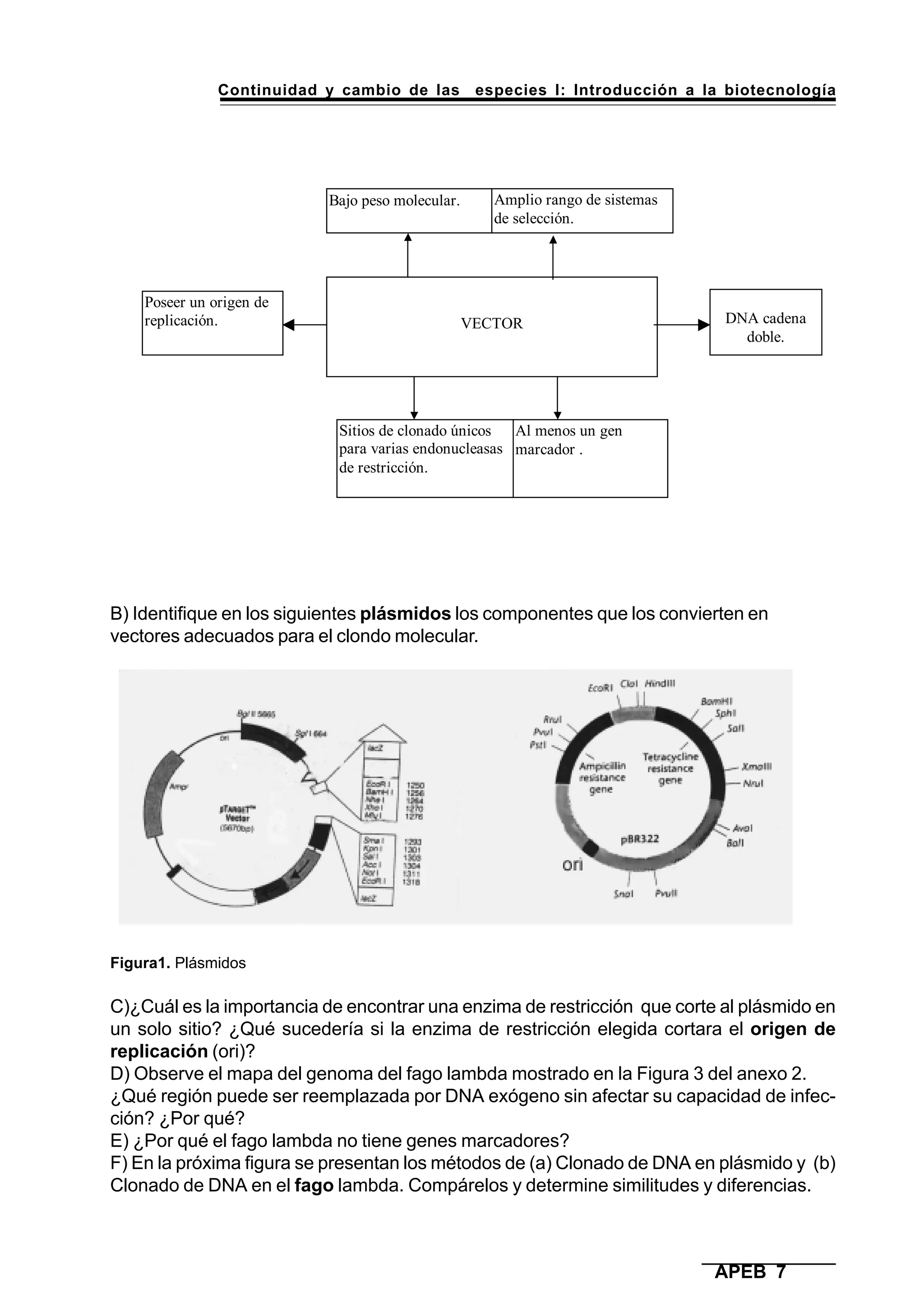 Continuidad y cambio de las especies I: Introducción a la biotecnología
APEB 7
DNA cadena
doble.
Al menos un gen
marcador .
Sitios de clonado únicos
para varias endonucleasas
de restricción.
Bajo peso molecular. Amplio rango de sistemas
de selección.
VECTOR
Poseer un origen de
replicación.
Figura1. Plásmidos
C)¿Cuál es la importancia de encontrar una enzima de restricción que corte al plásmido en
un solo sitio? ¿Qué sucedería si la enzima de restricción elegida cortara el origen de
replicación (ori)?
D) Observe el mapa del genoma del fago lambda mostrado en la Figura 3 del anexo 2.
¿Qué región puede ser reemplazada por DNA exógeno sin afectar su capacidad de infec-
ción? ¿Por qué?
E) ¿Por qué el fago lambda no tiene genes marcadores?
F) En la próxima figura se presentan los métodos de (a) Clonado de DNA en plásmido y (b)
Clonado de DNA en el fago lambda. Compárelos y determine similitudes y diferencias.
B) Identifique en los siguientes plásmidos los componentes que los convierten en
vectores adecuados para el clondo molecular.
 