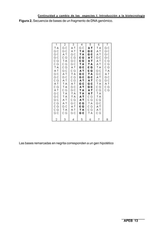 Continuidad y cambio de las especies I: Introducción a la biotecnología
APEB 13
Figura 2. Secuencia de bases de un fragmento de DNA genómico.
Las bases remarcadas en negrita corresponden a un gen hipotético
 