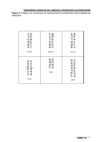 Continuidad y cambio de las especies I: Introducción a la biotecnología
APEB 14
Figura 3. Tarjetas con secuencias de reconocimiento de diferentes endonucleasas de
restricción.
 