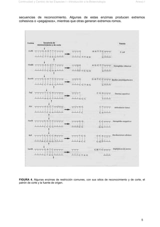 Continuidad y Cambio de las Especies I - Introducción a la Biotecnología Anexo I
5
secuencias de reconocimiento. Algunas de estas enzimas producen extremos
cohesivos o «pegajosos», mientras que otras generan extremos romos.
FIGURA 4. Algunas enzimas de restricción comunes, con sus sitios de reconocimiento y de corte, el
patrón de corte y la fuente de origen.
 