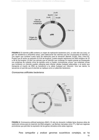 Continuidad y Cambio de las Especies I - Introducción a la Biotecnología Anexo I
10
FIGURA 8. El cósmido pJB8 contiene un origen de replicación bacteriano (ori), un solo sitio cos (cos), un
gen de resistencia a ampicilina (amp), para seleccionar las colonias que han incorporado el cósmido, y
una región que contiene cuatro sitios de restricción para la clonación (BamHI, EcoRI, Clal y Hind III).
Puesto que el vector es pequeño (5,4 kb de longitud), puede aceptar segmentos de DNA exógeno de 33
a 46 kb de longitud. El sitio cos permite que el cósmido que contenga un inserto grande se empaquete
con proteínas de cubierta vírica de lambda como si fuesen cromosomas víricos. Las cubiertas víricas
que contienen un cósmido pueden utilizarse para infectar células huésped adecuadas, y el vector que
transporta el inserto de DNA se transferirá a la célula huésped por infección. Una vez dentro, la
secuencia ori permite que el cósmido se replique como un plásmido bacteriano.
Cromosomas artificiales bacterianos
FIGURA 9. Cromosoma artificial bacteriano (BAC). El sitio de clonación múltiple tiene diversos sitios de
restricción únicos para la inserción de DNA exógeno. Las flechas marcadas como T7 y Sp6 son regiones
promotoras que permiten la expresión de los genes clonados entre estas regiones.
Para cartografiar y analizar genomas eucarióticos complejos, se ha
 