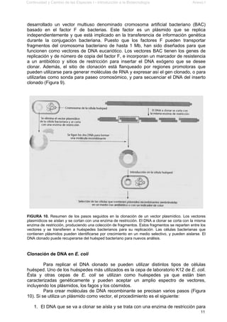 Continuidad y Cambio de las Especies I - Introducción a la Biotecnología Anexo I
11
desarrollado un vector multiuso denominado cromosoma artificial bacteriano (BAC)
basado en el factor F de bacterias. Este factor es un plásmido que se replica
independientemente y que está implicado en la transferencia de información genética
durante la conjugación bacteriana. Puesto que los factores F pueden transportar
fragmentos del cromosoma bacteriano de hasta 1 Mb, han sido diseñados para que
funcionen como vectores de DNA eucariótico. Los vectores BAC tienen los genes de
replicación y de número de copia del factor F, e incorporan un marcador de resistencia
a un antibiótico y sitios de restricción para insertar el DNA exógeno que se desee
clonar. Además, el sitio de clonación está flanqueado por regiones promotoras que
pueden utilizarse para generar moléculas de RNA y expresar así el gen clonado, o para
utilizarlas como sonda para paseo cromosómico, y para secuenciar el DNA del inserto
clonado (Figura 9).
FIGURA 10. Resumen de los pasos seguidos en la clonación de un vector plasmídico. Los vectores
plasmídicos se aíslan y se cortan con una enzima de restricción. El DNA a clonar se corta con la misma
enzima de restricción, produciendo una colección de fragmentos. Estos fragmentos se reparten entre los
vectores y se transfieren a huéspedes bacterianos para su replicación. Las células bacterianas que
contienen plásmidos pueden identificarse por crecimiento en un medio selectivo, y pueden aislarse. El
DNA clonado puede recuperarse del huésped bacteriano para nuevos análisis.
Clonación de DNA en E. coli
Para replicar el DNA clonado se pueden utilizar distintos tipos de células
huésped. Uno de los huéspedes más utilizados es la cepa de laboratorio K12 de E. coli.
Ésta y otras cepas de E. coli se utilizan como huéspedes ya que están bien
caracterizadas genéticamente y pueden aceptar un amplio espectro de vectores,
incluyendo los plásmidos, los fagos y los cósmidos.
Para crear moléculas de DNA recombinante se precisan varios pasos (Figura
10). Si se utiliza un plásmido como vector, el procedimiento es el siguiente:
1. El DNA que se va a clonar se aísla y se trata con una enzima de restricción para
 