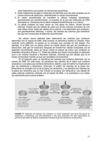 Continuidad y Cambio de las Especies I - Introducción a la Biotecnología Anexo I
12
crear fragmentos que acaben en secuencias específicas.
2. Estos fragmentos se ligan a moléculas de plásmido que han sido cortadas con la
misma enzima de restricción, obteniéndose un vector recombinante.
3. El vector recombinante se transfiere a células huésped bacterianas,
generalmente por transformación, un proceso en el que las moléculas de DNA
atraviesan la membrana de la célula huésped transfiriéndose a su interior.
4. La célula huésped se hace crecer en una placa de cultivo, donde formará
colonias. Puesto que las células de cada una de las colonias provienen de una
sola célula inicial, todas las células de la colonia, y los plásmidos que contienen,
son genéticamente idénticas, o clones. Se rastrean las colonias para identificar
las que han incorporado el plásmido recombinante.
Se utilizan varios métodos para seleccionar las colonias que contienen
plásmidos con el inserto de DNA. Este proceso se denomina rastreo (o cribado). Para
vectores como pBR322, el rastreo es un proceso que consiste en dos etapas. Por
ejemplo, si el DNA que se desea clonar se inserta dentro del gen de resistencia a
tetraciclina, este gen se inactivará. Después de transformar células huéspedes con el
plásmido recombinante, éstas se hacen crecer en placas de cultivo que contienen el
antibiótico ampicilina (Figura 11). Todas las células que hayan incorporado un plásmido
(con o sin inserto) crecerán y formarán colonias, mientras que las células que no lo
hayan incorporado morirán ya que son sensibles a la ampicilina.
En el segundo paso, se identifican las colonias que contiene plásmidos con el
inserto de DNA. En este paso, se transfieren las colonias de la placa que contiene
ampicilina a una placa que contiene tetraciclina, debido a que el inserto ha inactivado el
gen de resistencia a tetraciclina. Entonces, el patrón de colonias de la placa con
tetraciclina se compara con el de la placa con ampicilina, y se identifica las colonias de
la placa con ampicilina que no han crecido en la placa con tetraciclina. Las células de
estas colonias contienen vectores con el inserto de DNA, y se transfieren a un medio
de crecimiento para nuevos análisis.
FIGURA 11. Selección de colonias que contienen un vector plasmídico que tiene dos genes de
resistencia a antibióticos, uno para tetraciclina y otro para ampicilina. En este experimento, la
presencia del inserto de DNA en el plásmido inactivará el gen de resistencia de tetraciclina.
 