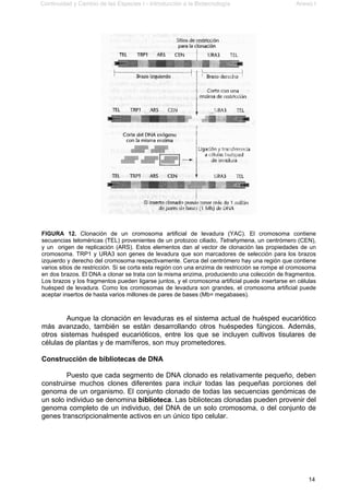 Continuidad y Cambio de las Especies I - Introducción a la Biotecnología Anexo I
14
FIGURA 12. Clonación de un cromosoma artificial de levadura (YAC). El cromosoma contiene
secuencias teloméricas (TEL) provenientes de un protozoo ciliado, Tetrahymena, un centrómero (CEN),
y un origen de replicación (ARS). Estos elementos dan al vector de clonación las propiedades de un
cromosoma. TRP1 y URA3 son genes de levadura que son marcadores de selección para los brazos
izquierdo y derecho del cromosoma respectivamente. Cerca del centrómero hay una región que contiene
varios sitios de restricción. Si se corta esta región con una enzima de restricción se rompe el cromosoma
en dos brazos. El DNA a clonar se trata con la misma enzima, produciendo una colección de fragmentos.
Los brazos y los fragmentos pueden ligarse juntos, y el cromosoma artificial puede insertarse en células
huésped de levadura. Como los cromosomas de levadura son grandes, el cromosoma artificial puede
aceptar insertos de hasta varios millones de pares de bases (Mb= megabases).
Aunque la clonación en levaduras es el sistema actual de huésped eucariótico
más avanzado, también se están desarrollando otros huéspedes fúngicos. Además,
otros sistemas huésped eucarióticos, entre los que se incluyen cultivos tisulares de
células de plantas y de mamíferos, son muy prometedores.
Construcción de bibliotecas de DNA
Puesto que cada segmento de DNA clonado es relativamente pequeño, deben
construirse muchos clones diferentes para incluir todas las pequeñas porciones del
genoma de un organismo. El conjunto clonado de todas las secuencias genómicas de
un solo individuo se denomina biblioteca. Las bibliotecas clonadas pueden provenir del
genoma completo de un individuo, del DNA de un solo cromosoma, o del conjunto de
genes transcripcionalmente activos en un único tipo celular.
 