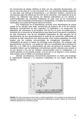 Continuidad y Cambio de las Especies I - Introducción a la Biotecnología Anexo I
16
los cromosomas de células mitóticas se tiñen con dos colorantes fluorescentes, uno
que se une a los pares A-T y otro a los pares G-C. Los cromosomas teñidos pasan por
un rayo láser que estimula la fluorescencia, y un fotómetro clasifica y fracciona los
cromosomas según las diferencias de unión de los colorantes y de dispersión de la luz
(Figura 13). Utilizando esta técnica, los National Laboratories de Los Alamos y
Lawrance-Berkeley han preparado bibliotecas de cada unos de los cromosomas
humanos. Esto ha facilitado enormemente el cartografiado y el análisis de cromosomas
individuales como parte del Proyecto Genoma Humano.
Una modificación de la electroforesis conocida como electroforesis de campo
pulsátil se ha utilizado para aislar cromosomas de levadura con el fin de construir
bibliotecas cromosómicas de este organismo. El aislamiento y la construcción de
bibliotecas del cromosoma III de levadura (315 kb) fue el punto de partida para la
formación de un consorcio de 35 laboratorios para determinar la secuencia nucleotídica
de este cromosoma. Uno de los resultados inesperados de este proyecto fue el
descubrimiento de que aproximadamente la mitad de las secuencias codificantes de
proteínas de este cromosoma eran desconocidas. Para muchos genetistas, fue difícil
aceptar que los métodos convencionales de mutagénesis sistemática y de
cartografiado de genes no fuesen tan eficientes como pensaban. Sin embargo, este
descubrimiento se confirmó y se amplió en 1994 con la publicación del cromosoma XI
(664 kb), y en 1996 con la secuenciación del resto del genoma de levadura. Estos
resultados indican que las bibliotecas cromosómicas pueden utilizarse para acceder a
los loci génicos a los que los métodos convencionales como la mutagénesis y el
análisis genético no han podido acceder, o de los que no se dispone o no se conocen
otras sondas como el mRNA o los productos génicos.
Además, las bibliotecas cromosómicas proporcionan un medio para investigar
la organización molecular y la secuencia nucleotídica en una región definida del
genoma.
FIGURA 13. Cada cromosoma humano tiene un perfil característico como resultado de la absorción de
colorantes fluorescentes. Basado en esta fluorescencia diferencial, se pueden separar los cromosomas
mediante clasificación por citometría de flujo.
 