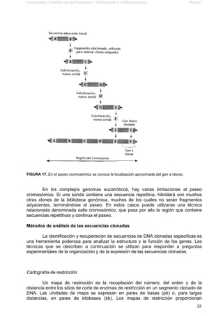 Continuidad y Cambio de las Especies I - Introducción a la Biotecnología Anexo I
22
FIGURA 17. En el paseo cromosómico se conoce la localización aproximada del gen a clonar.
En los complejos genomas eucarióticos, hay varias limitaciones al paseo
cromosómico. Si una sonda contiene una secuencia repetitiva, hibridará con muchos
otros clones de la biblioteca genómica, muchos de los cuales no serán fragmentos
adyacentes, terminándose el paseo. En estos casos puede utilizarse una técnica
relacionada denominada salto cromosómico, que pasa por alto la región que contiene
secuencias repetitivas y continua el paseo.
Métodos de análisis de las secuencias clonadas
La identificación y recuperación de secuencias de DNA clonadas especificas es
una herramienta poderosa para analizar la estructura y la función de los genes. Las
técnicas que se describen a continuación se utilizan para responder a preguntas
experimentales de la organización y de la expresión de las secuencias clonadas.
Cartografía de restricción
Un mapa de restricción es la recopilación del número, del orden y de la
distancia entre los sitios de corte de enzimas de restricción en un segmento clonado de
DNA. Las unidades de mapa se expresan en pares de bases (pb) o, para largas
distancias, en pares de kilobases (kb). Los mapas de restricción proporcionan
 