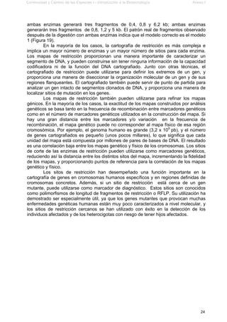 Continuidad y Cambio de las Especies I - Introducción a la Biotecnología Anexo I
24
ambas enzimas generará tres fragmentos de 0,4, 0,8 y 6,2 kb; ambas enzimas
generarán tres fragmentos de 0,8, 1,2 y 5 kb. El patrón real de fragmentos observado
después de la digestión con ambas enzimas indica que el modelo correcto es el modelo
1 (Figura 19).
En la mayoría de los casos, la cartografía de restricción es más compleja e
implica un mayor número de enzimas y un mayor número de sitios para cada enzima.
Los mapas de restricción proporcionan una manera importante de caracterizar un
segmento de DNA, y pueden construirse sin tener ninguna información de la capacidad
codificadora ni de la función del DNA cartografiado. Junto con otras técnicas, el
cartografiado de restricción puede utilizarse para definir los extremos de un gen, y
proporciona una manera de diseccionar la organización molecular de un gen y de sus
regiones flanqueantes. El cartografiado también puede servir de punto de partida para
analizar un gen intacto de segmentos clonados de DNA, y proporciona una manera de
localizar sitios de mutación en los genes.
Los mapas de restricción también pueden utilizarse para refinar los mapas
génicos. En la mayoría de los casos, la exactitud de los mapas construidos por análisis
genéticos se basa tanto en la frecuencia de recombinación entre marcadores genéticos
como en el número de marcadores genéticos utilizados en la construcción del mapa. Si
hay una gran distancia entre los marcadores y/o variación en la frecuencia de
recombinación, el mapa genético puede no corresponder al mapa físico de esa región
cromosómica. Por ejemplo, el genoma humano es grande (3,2 x 109
pb), y el número
de genes cartografiados es pequeño (unos pocos millares), lo que significa que cada
unidad del mapa está compuesta por millones de pares de bases de DNA. El resultado
es una correlación baja entre los mapas genético y físico de los cromosomas. Los sitios
de corte de las enzimas de restricción pueden utilizarse como marcadores genéticos,
reduciendo así la distancia entre los distintos sitos del mapa, incrementando la fidelidad
de los mapas, y proporcionando puntos de referencia para la correlación de los mapas
genético y físico.
Los sitos de restricción han desempeñado una función importante en la
cartografía de genes en cromosomas humanos específicos y en regiones definidas de
cromosomas concretos. Además, si un sitio de restricción está cerca de un gen
mutante, puede utilizarse como marcador de diagnóstico. Estos sitios son conocidos
como polimorfismos de longitud de fragmentos de restricción o RFLP. Su utilización ha
demostrado ser especialmente útil, ya que los genes mutantes que provocan muchas
enfermedades genéticas humanas están muy poco caracterizados a nivel molecular, y
los sitios de restricción cercanos se han utilizado con éxito en la detección de los
individuos afectados y de los heterocigotas con riesgo de tener hijos afectados.
 