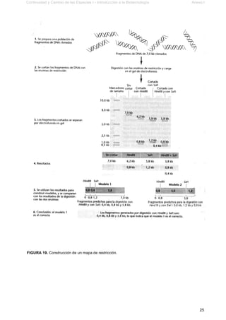 Continuidad y Cambio de las Especies I - Introducción a la Biotecnología Anexo I
25
FIGURA 19. Construcción de un mapa de restricción.
 