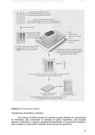 Continuidad y Cambio de las Especies I - Introducción a la Biotecnología Anexo I
26
FIGURA 20. Transferencia de Southern.
Transferencia de Southern y Northern
Los insertos de DNA clonados en vectores pueden utilizarse en experimentos
de hibridación para caracterizar la identidad de genes específicos, para localizar
regiones codificantes o regiones reguladoras flanqueantes en secuencias clonadas y
para investigar la organización molecular de las secuencias genómicas.
 