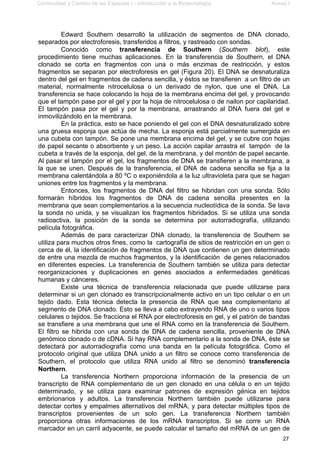 Continuidad y Cambio de las Especies I - Introducción a la Biotecnología Anexo I
27
Edward Southern desarrolló la utilización de segmentos de DNA clonado,
separados por electroforesis, transferidos a filtros, y rastreado con sondas.
Conocido como transferencia de Southern (Southern blot), este
procedimiento tiene muchas aplicaciones. En la transferencia de Southern, el DNA
clonado se corta en fragmentos con una o más enzimas de restricción, y estos
fragmentos se separan por electroforesis en gel (Figura 20). El DNA se desnaturaliza
dentro del gel en fragmentos de cadena sencilla, y éstos se transfieren a un filtro de un
material, normalmente nitrocelulosa o un derivado de nylon, que une el DNA. La
transferencia se hace colocando la hoja de la membrana encima del gel, y provocando
que el tampón pase por el gel y por la hoja de nitrocelulosa o de nailon por capilaridad.
El tampón pasa por el gel y por la membrana, arrastrando al DNA fuera del gel e
inmovilizándolo en la membrana.
En la práctica, esto se hace poniendo el gel con el DNA desnaturalizado sobre
una gruesa esponja que actúa de mecha. La esponja está parcialmente sumergida en
una cubeta con tampón. Se pone una membrana encima del gel, y se cubre con hojas
de papel secante o absorbente y un peso. La acción capilar arrastra el tampón de la
cubeta a través de la esponja, del gel, de la membrana, y del montón de papel secante.
Al pasar el tampón por el gel, los fragmentos de DNA se transfieren a la membrana, a
la que se unen. Después de la transferencia, el DNA de cadena sencilla se fija a la
membrana calentándola a 80 ºC o exponiéndola a la luz ultravioleta para que se hagan
uniones entre los fragmentos y la membrana.
Entonces, los fragmentos de DNA del filtro se hibridan con una sonda. Sólo
formarán híbridos los fragmentos de DNA de cadena sencilla presentes en la
membrana que sean complementarios a la secuencia nucleotídica de la sonda. Se lava
la sonda no unida, y se visualizan los fragmentos hibridados. Si se utiliza una sonda
radioactiva, la posición de la sonda se determina por autorradiografía, utilizando
película fotográfica.
Además de para caracterizar DNA clonado, la transferencia de Southern se
utiliza para muchos otros fines, como la cartografía de sitios de restricción en un gen o
cerca de él, la identificación de fragmentos de DNA que contienen un gen determinado
de entre una mezcla de muchos fragmentos, y la identificación de genes relacionados
en diferentes especies. La transferencia de Southern también se utiliza para detectar
reorganizaciones y duplicaciones en genes asociados a enfermedades genéticas
humanas y cánceres.
Existe una técnica de transferencia relacionada que puede utilizarse para
determinar si un gen clonado es transcripcionalmente activo en un tipo celular o en un
tejido dado. Esta técnica detecta la presencia de RNA que sea complementario al
segmento de DNA clonado. Esto se lleva a cabo extrayendo RNA de uno o varios tipos
celulares o tejidos. Se fracciona el RNA por electroforesis en gel, y el patrón de bandas
se transfiere a una membrana que une el RNA como en la transferencia de Southern.
El filtro se hibrida con una sonda de DNA de cadena sencilla, proveniente de DNA
genómico clonado o de cDNA. Si hay RNA complementario a la sonda de DNA, éste se
detectará por autorradiografía como una banda en la película fotográfica. Como el
protocolo original que utiliza DNA unido a un filtro se conoce como transferencia de
Southern, el protocolo que utiliza RNA unido al filtro se denominó transferencia
Northern.
La transferencia Northern proporciona información de la presencia de un
transcripto de RNA complementario de un gen clonado en una célula o en un tejido
determinado, y se utiliza para examinar patrones de expresión génica en tejidos
embrionarios y adultos. La transferencia Northern también puede utilizarse para
detectar cortes y empalmes alternativos del mRNA, y para detectar múltiples tipos de
transcriptos provenientes de un solo gen. La transferencia Northern también
proporciona otras informaciones de los mRNA transcriptos. Si se corre un RNA
marcador en un carril adyacente, se puede calcular el tamaño del mRNA de un gen de
 
