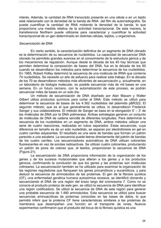 Continuidad y Cambio de las Especies I - Introducción a la Biotecnología Anexo I
28
interés. Además, la cantidad de RNA transcripto presente en una célula o en un tejido
está relacionado con la densidad de la banda de RNA del film de autorradiografía. Se
puede cuantificar la cantidad de RNA midiendo la densidad de la banda, lo que
proporciona una medida relativa de la actividad transcripcional. De esta manera, la
transferencia Northern puede utilizarse para caracterizar y cuantificar la actividad
transcripcional de un gen determinado en distintas células, tejidos, u organismos.
Secuenciación de DNA
En cierto sentido, la caracterización definitiva de un segmento de DNA clonado
es la determinación de su secuencia de nucleótidos. La capacidad de secuenciar DNA
clonado ha permitido grandes avances en el conocimiento de la estructura génica y de
los mecanismos de regulación. Aunque desde la década de los 40 hay técnicas que
permiten determinar la composición de bases del DNA, fue en la década de los 60
cuando se desarrollaron los métodos para determinar la secuencia de los nucleótidos.
En 1965, Robert Holley determinó la secuencia de una molécula de tRNA que contenía
74 nucleótidos. Se necesitó un año de esfuerzo para realizar este trabajo. En la década
de los 70 se desarrollaron métodos más eficientes de secuenciación y, actualmente, en
un laboratorio de biología molecular, es posible secuenciar más de mil bases en una
semana. En un futuro cercano, con la automatización de este proceso, se podrán
secuenciar miles de bases en un solo día.
Un método de secuenciación de DNA diseñado por Alan Maxam y Walter
Gilbert utiliza productos químicos para cortar el DNA. Este método se utilizó para
determinar la secuencia de bases de los 4.362 nucleótidos del plásmido pBR322. El
segundo método, que es el que generalmente se utiliza, lo desarrollaron Frederick
Sanger y sus colaboradores. El método de Sanger se basa en la elongación 5’ – 3’ de
las moléculas de DNA por la DNA polimerasa. Ambas estrategias generan un conjunto
de moléculas de DNA de cadena sencilla de diferentes longitudes. Para determinar la
secuencia de los nucleótidos en un segmento de DNA, ambos métodos utilizan una
serie de cuatro reacciones, realizadas en tubos separados. Estas secuencias, cuya
diferencia en tamaño es de un solo nucleótido, se separan por electroforesis en gel en
cuatro carriles adyacentes. El resultado es una serie de bandas que forman un patrón
parecido a una escalera. La secuencia puede leerse directamente del patrón de bandas
de los cuatro carriles. Los secuenciadores automáticos de DNA utilizan colorantes
fluorescentes en vez de sondas radioactivas. Se utilizan cuatro colorantes, produciendo
un patrón de picos de colores que, al leerlos, proporcionan la secuencia de DNA
(Figura 21).
La secuenciación de DNA proporciona información de la organización de los
genes y de los sucesos mutacionales que alteran a los genes y a los productos
génicos, confirmando la conclusión de que los genes y las proteínas son moléculas
colineares. La secuenciación también se ha utilizado para examinar la organización de
las regiones reguladoras que flanquean los genes procarióticos y eucarióticos, y para
deducir la secuencia de aminoácidos de las proteínas. El gen de la fibrosis quística
(CF), una enfermedad genética humana autosómica recesiva, se identificó clonando y
secuenciando el DNA de una región del brazo largo del cromosoma 7. Como no se
conocía el producto proteico de este gen, se utilizó la secuencia de DNA para identificar
una región codificadora. Se utilizó la secuencia de DNA de esta región para generar
una probable secuencia de 1.480 aminoácidos. Esta secuencia se utilizó para buscar
secuencias aminoacídicas de proteínas conocidas en las bases de datos, lo que
permitió inferir que la proteína CF tiene características similares a las proteínas de
membrana que desempeñan una función en el transporte de iones. Nuevos
experimentos confirmaron que el producto del locus de la fibrosis quística es una
 