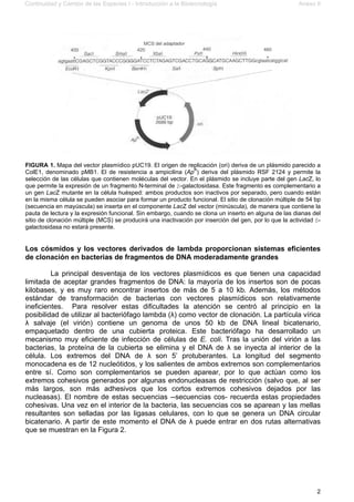 Continuidad y Cambio de las Especies I - Introducción a la Biotecnología Anexo II
2
FIGURA 1. Mapa del vector plasmídico pUC19. El origen de replicación (ori) deriva de un plásmido parecido a
ColE1, denominado pMB1. El de resistencia a ampicilina (ApR
) deriva del plásmido RSF 2124 y permite la
selección de las células que contienen moléculas del vector. En el plásmido se incluye parte del gen LacZ, lo
que permite la expresión de un fragmento N-terminal de $-galactosidasa. Este fragmento es complementario a
un gen LacZ mutante en la célula huésped: ambos productos son inactivos por separado, pero cuando están
en la misma célula se pueden asociar para formar un producto funcional. El sitio de clonación múltiple de 54 bp
(secuencia en mayúscula) se inserta en el componente LacZ del vector (minúscula), de manera que contiene la
pauta de lectura y la expresión funcional. Sin embargo, cuando se clona un inserto en alguna de las dianas del
sitio de clonación múltiple (MCS) se producirá una inactivación por inserción del gen, por lo que la actividad $-
galactosidasa no estará presente.
Los cósmidos y los vectores derivados de lambda proporcionan sistemas eficientes
de clonación en bacterias de fragmentos de DNA moderadamente grandes
La principal desventaja de los vectores plasmídicos es que tienen una capacidad
limitada de aceptar grandes fragmentos de DNA: la mayoría de los insertos son de pocas
kilobases, y es muy raro encontrar insertos de más de 5 a 10 kb. Además, los métodos
estándar de transformación de bacterias con vectores plasmídicos son relativamente
ineficientes. Para resolver estas dificultades la atención se centró al principio en la
posibilidad de utilizar al bacteriófago lambda (λ) como vector de clonación. La partícula vírica
λ salvaje (el virión) contiene un genoma de unos 50 kb de DNA lineal bicatenario,
empaquetado dentro de una cubierta proteica. Este bacteriófago ha desarrollado un
mecanismo muy eficiente de infección de células de E. coli. Tras la unión del virión a las
bacterias, la proteína de la cubierta se elimina y el DNA de λ se inyecta al interior de la
célula. Los extremos del DNA de λ son 5’ protuberantes. La longitud del segmento
monocadena es de 12 nucleótidos, y los salientes de ambos extremos son complementarios
entre sí. Como son complementarios se pueden aparear, por lo que actúan como los
extremos cohesivos generados por algunas endonucleasas de restricción (salvo que, al ser
más largos, son más adhesivos que los cortos extremos cohesivos dejados por las
nucleasas). El nombre de estas secuencias --secuencias cos- recuerda estas propiedades
cohesivas. Una vez en el interior de la bacteria, las secuencias cos se aparean y las mellas
resultantes son selladas por las ligasas celulares, con lo que se genera un DNA circular
bicatenario. A partir de este momento el DNA de λ puede entrar en dos rutas alternativas
que se muestran en la Figura 2.
 