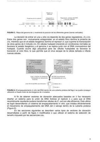 Continuidad y Cambio de las Especies I - Introducción a la Biotecnología Anexo II
4
FIGURA 3. Mapa del genoma de λ, mostrando la posición de los diferentes genes (barras verticales).
La decisión de entrar en una u otra vía depende de dos genes reguladores, cl y cro.
Estos dos genes son mutuamente antagonistas: en el estado lítico domina la proteína de
cro, mientras que en el estado lisogénico domina el represor cI, que suprime la transcripción
de otros genes de λ incluido cro. En células huésped creciendo en condiciones normales se
favorece el estado lisogénico y el genoma λ se replica junto con el DNA cromosómico del
huésped. Cuando ocurre algo perjudicial para las células huéspedes se favorece la
transición al ciclo lítico, lo que permite que el virus escape de la célula dañada e infecte
nuevas células.
FIGURA 4. El empaquetamiento in vitro del DNA dentro de una cubierta proteica del fago λ se puede conseguir
utilizando un lisado mixto de dos lisógenos de λ mutados.
A fin de obtener vectores de clonación adecuados basados en λ fue necesario
diseñar un sistema para la unión de DNA foráneo al replicón λ y para que el DNA
recombinante resultante pudiera transformar células de E. coli con alta eficiencia. Esto ultimo
se logró desarrollando un sistema de empaquetamiento in vitro, que imitaba eficientemente
el mecanismo de empaquetamiento del DNA del λ salvaje dentro de la cubierta proteica
(Figura 4).
En las secciones siguientes se describen varios tipos de vectores de clonación
desarrollados a partir de fagos λ modificados o que utilizan el sistema de selección de
tamaño impuesto por las secuencias cos.
 