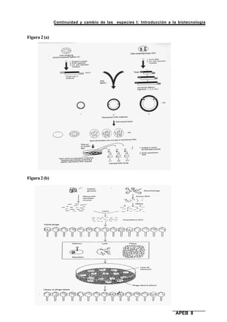 Continuidad y cambio de las especies I: Introducción a la biotecnología
APEB 8
Figura 2 (a)
Figura 2 (b)
 