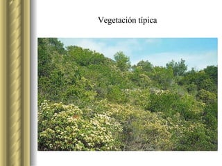 Vegetación típica 